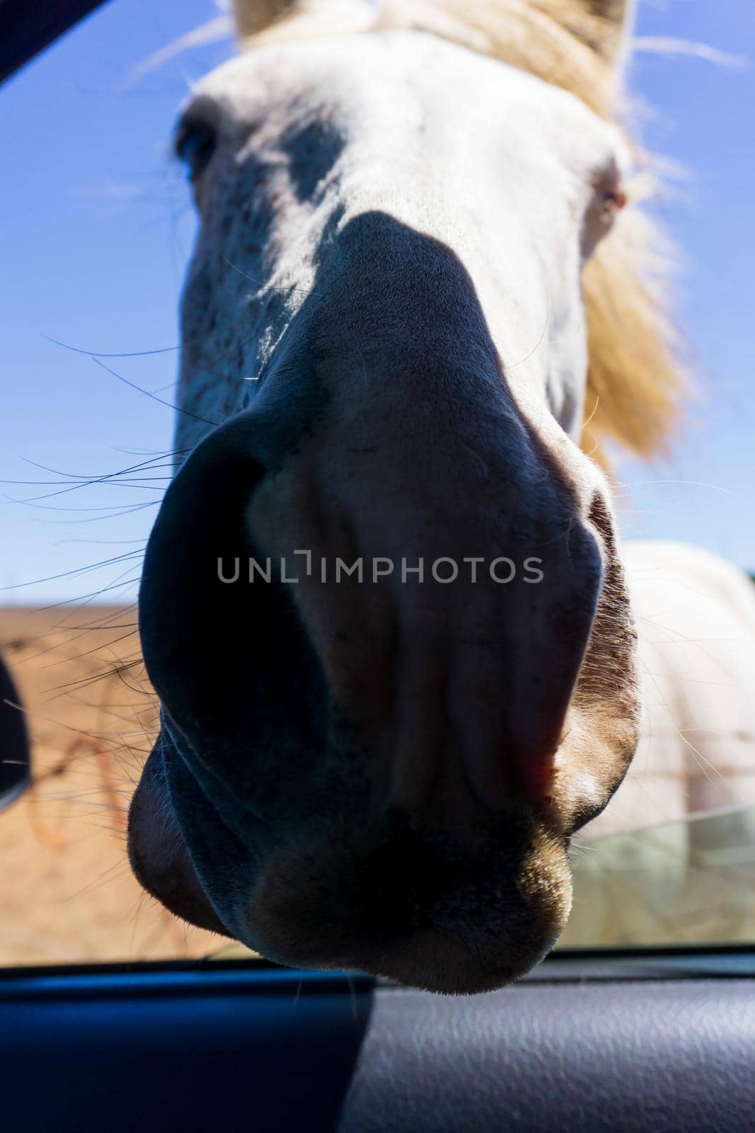 a horse looking through an open car window close up