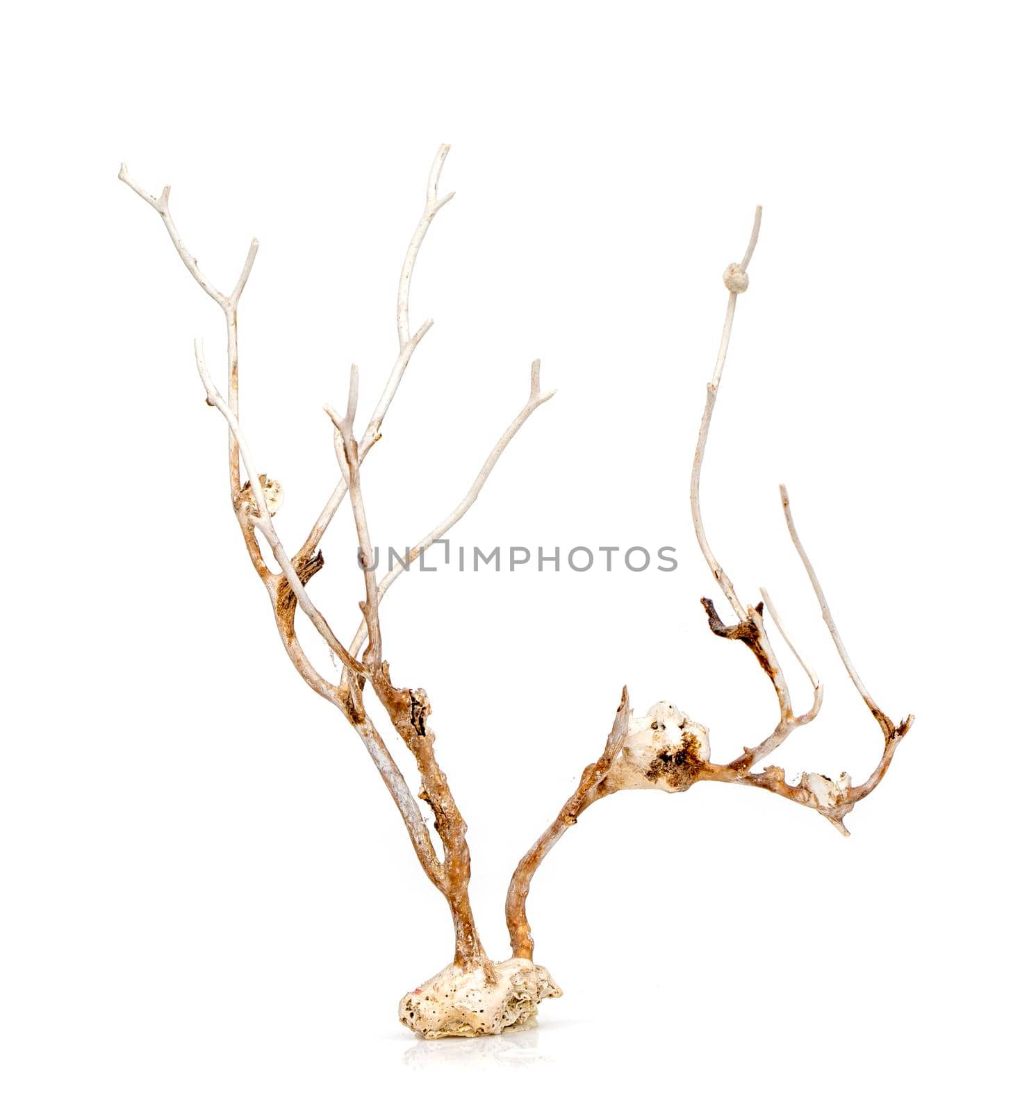 Image of dry natural coral or coralline isolated on white background. by yod67