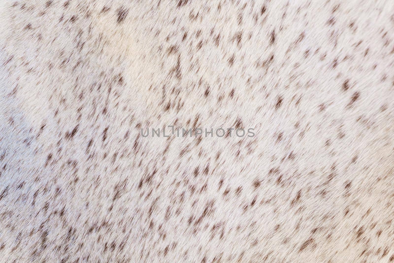 Short light fur with tiny brown spots, animal background