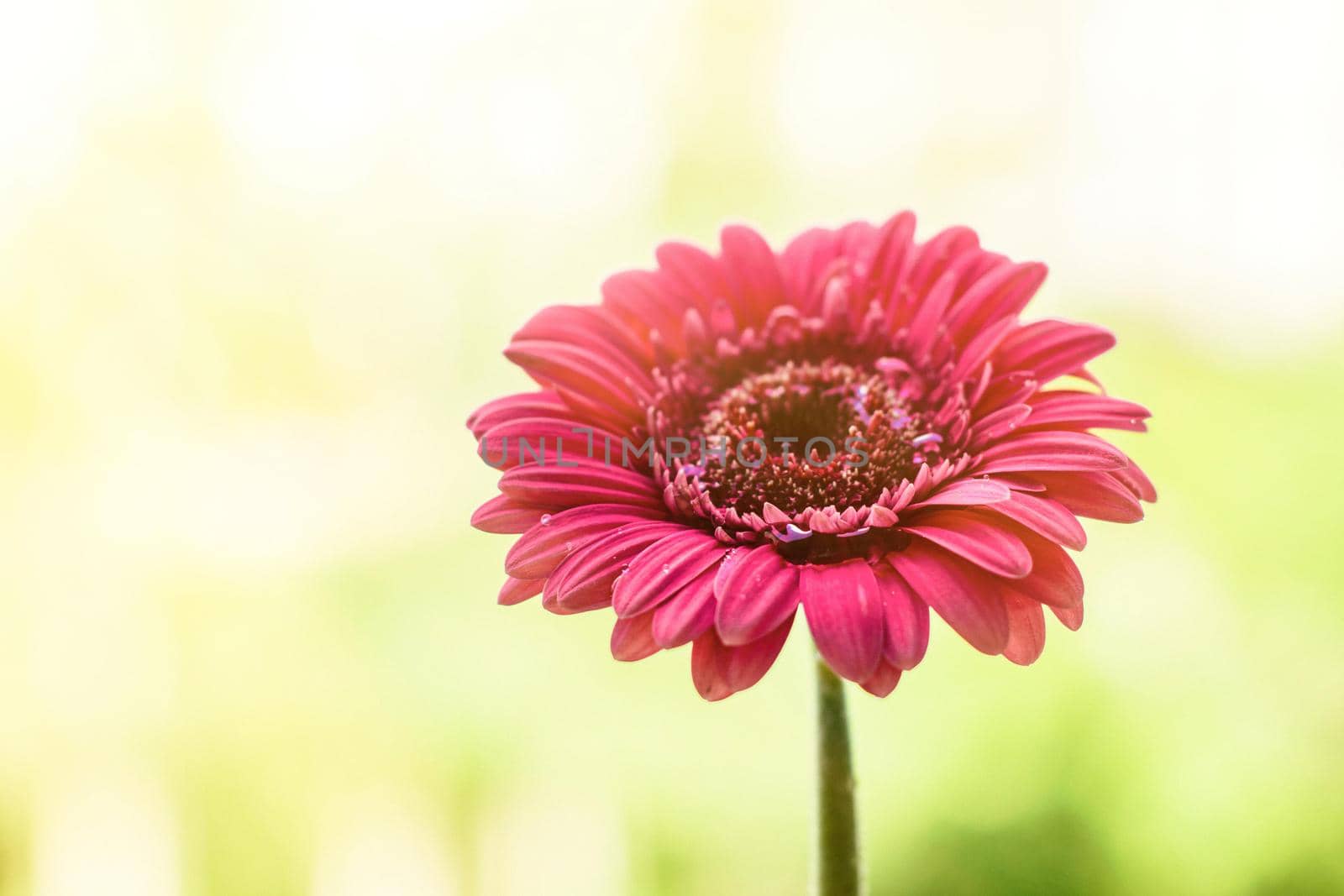 Beautiful flower in sunlight - springtime, mothers day, gift for her concept. It's time to bloom