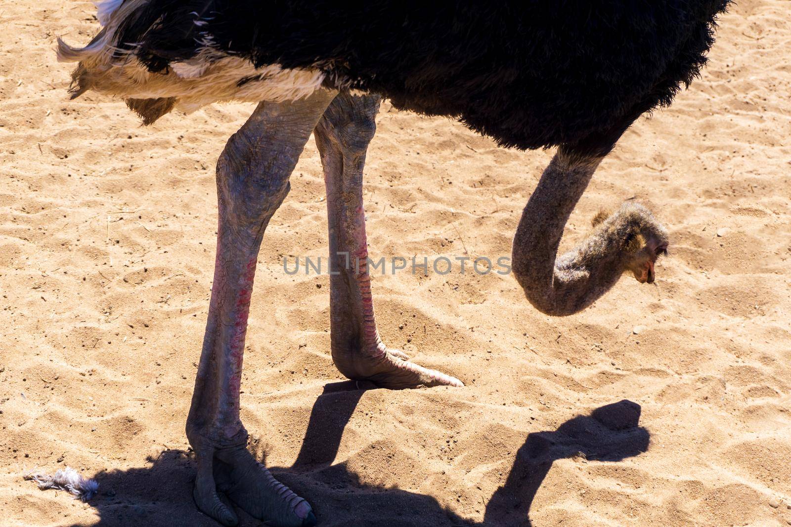 Ostrich in the desert on a background of sand close up