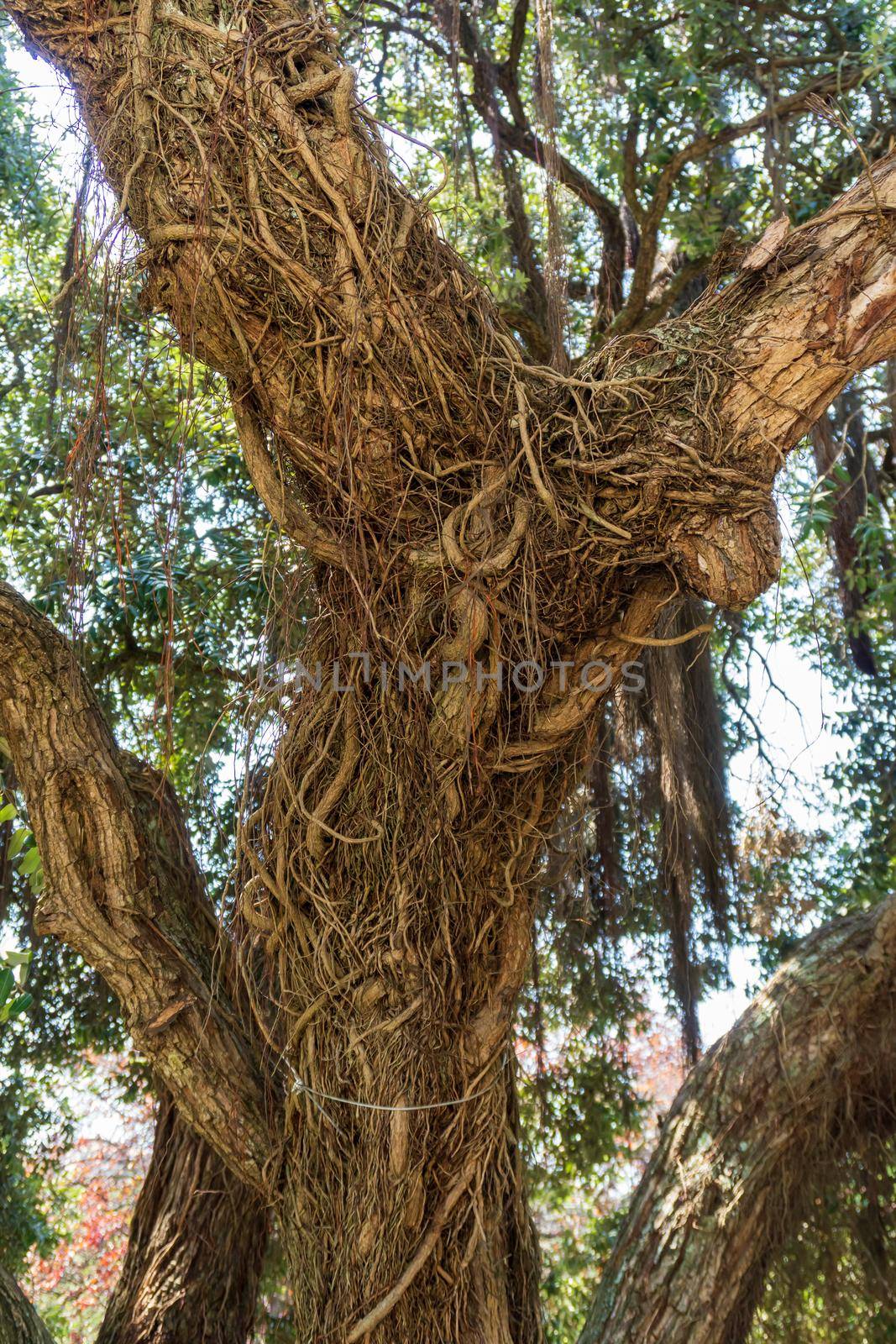Tree trunk covered with weaving of aerial roots in the park