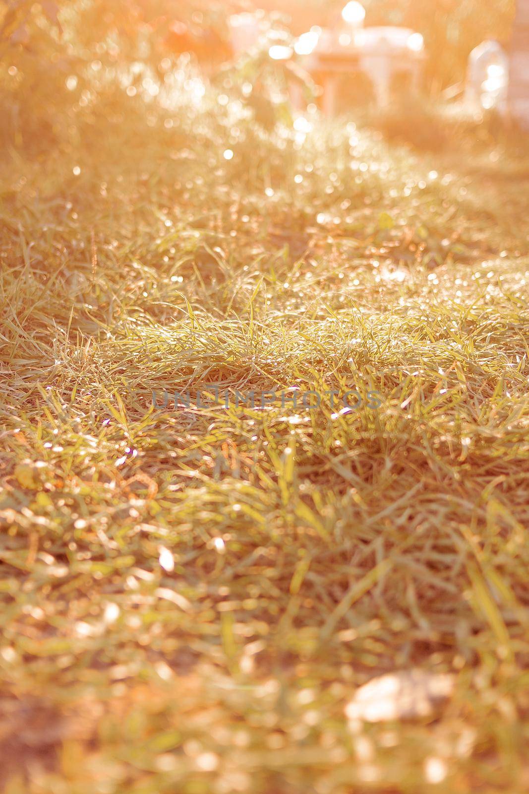 Autumn grass on yard with sunlight at sunset, glowing lawn is flooded with sunshine, golden yellow sunny atmospheric background, vertical image