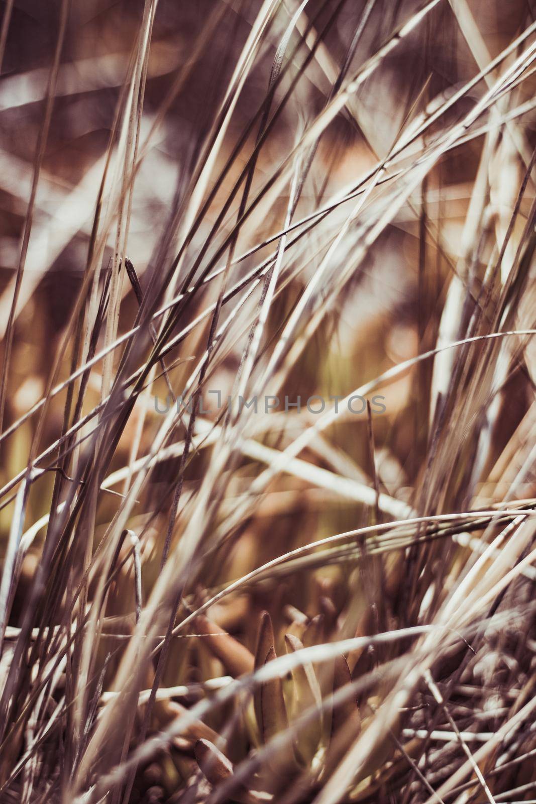 Rustic summer field by Anneleven