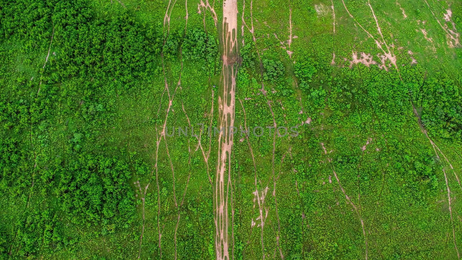 Aerial view of green pasture on a sunny day. Beautiful green area of agricultural land or grazing in the rainy season of northern Thailand.