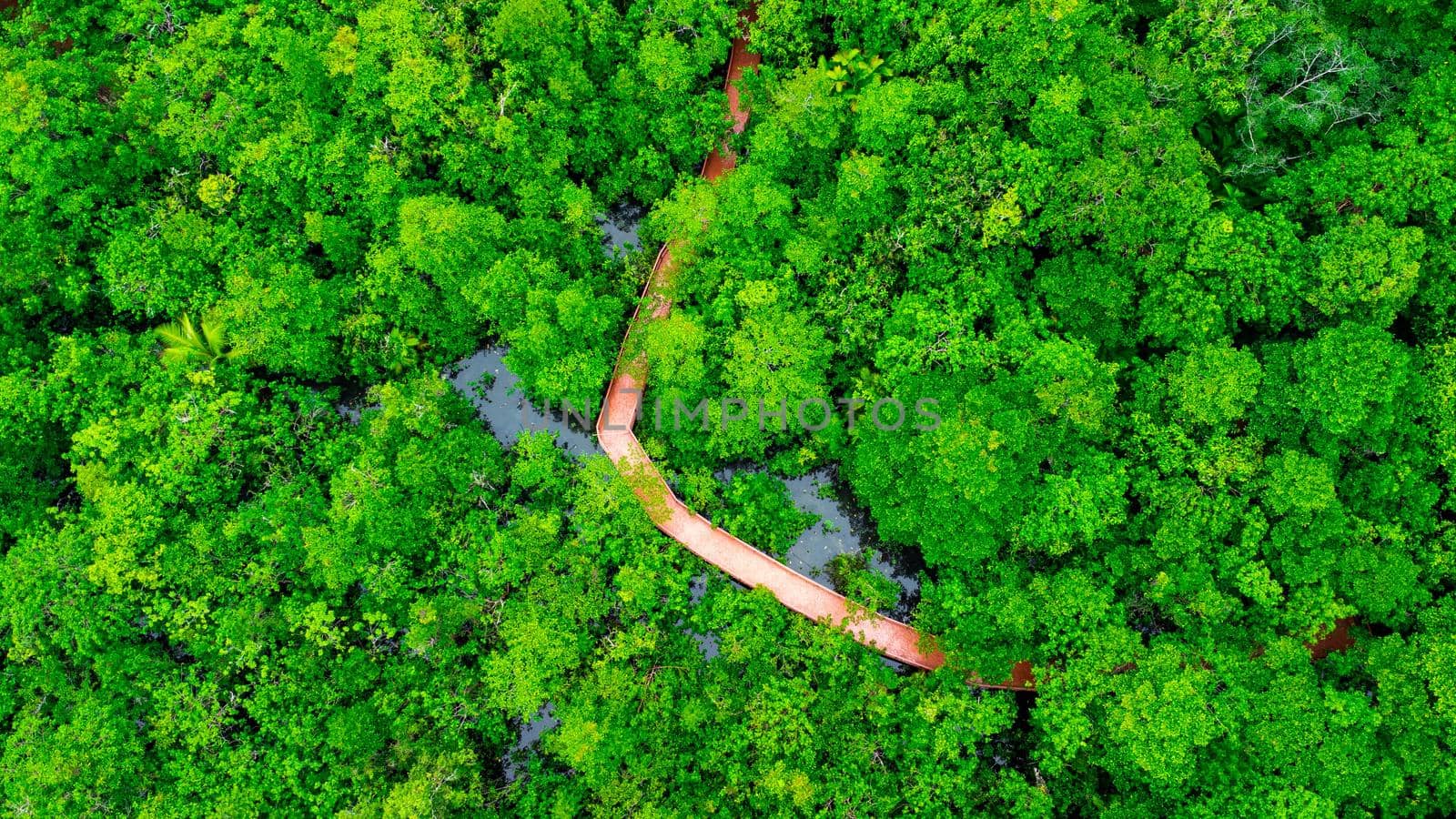 Aerial views of mangrove forests are abundant in southern Thailand. Tha Pom Khlong Song Nam, Krabi, Thailand. Beautiful natural landscape background.