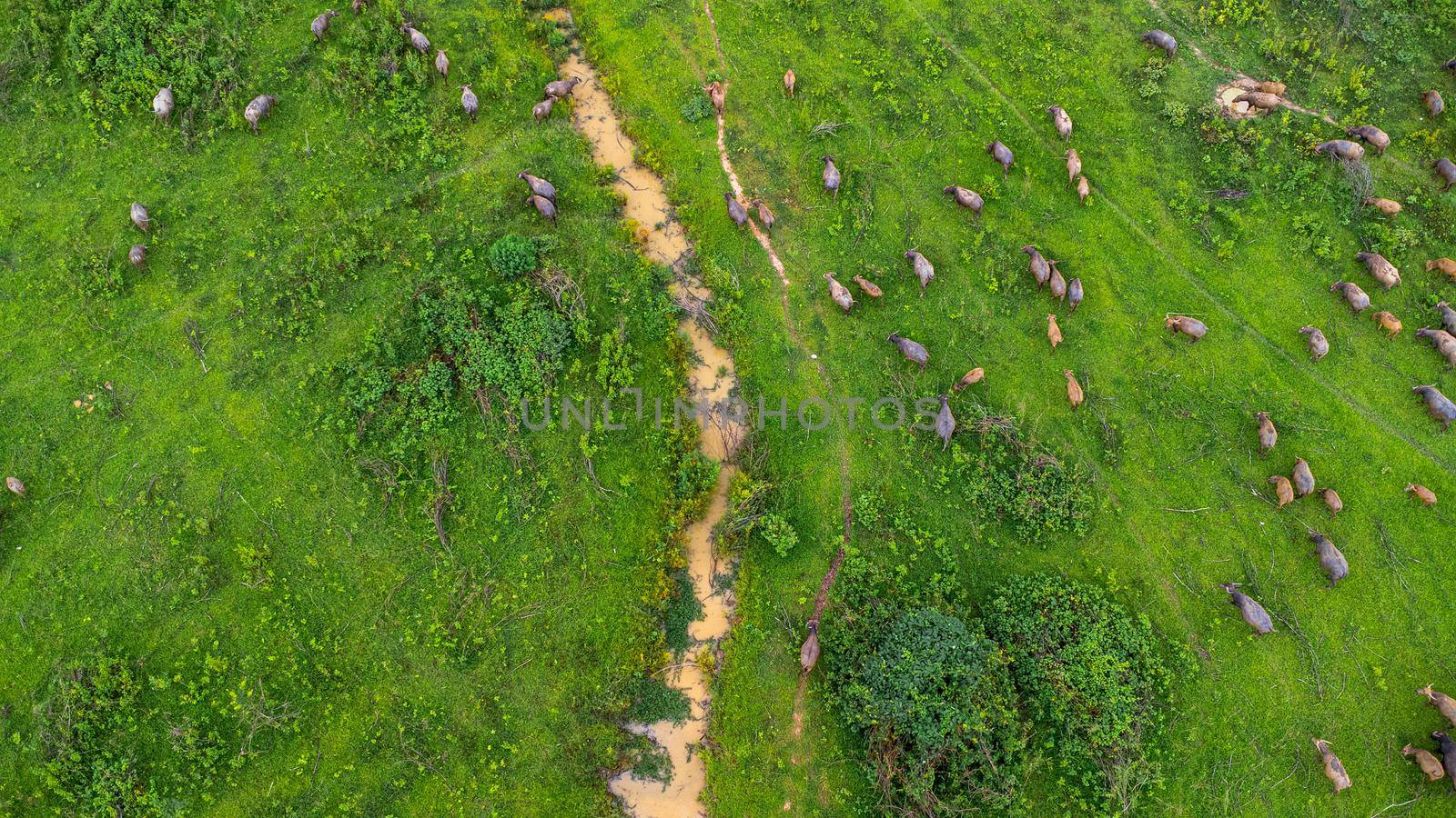 Aerial view of group of cows on a rural meadow in a bright morning. Beautiful green area of agricultural land or pasture in the rainy season of northern Thailand.