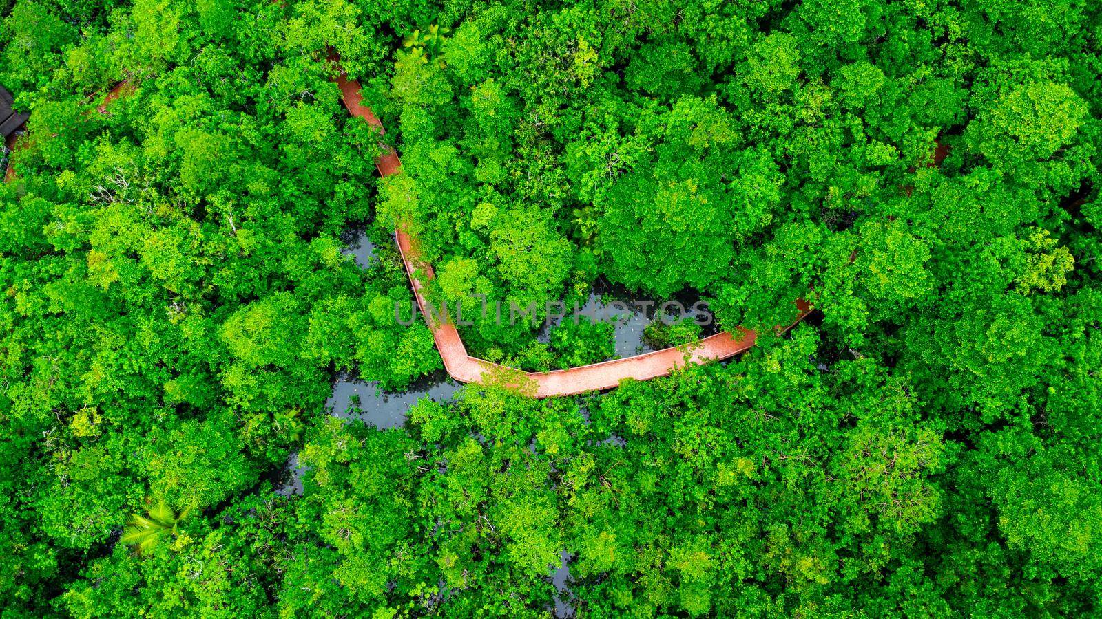 Aerial views of mangrove forests are abundant in southern Thailand. Tha Pom Khlong Song Nam, Krabi, Thailand. Beautiful natural landscape background. by TEERASAK