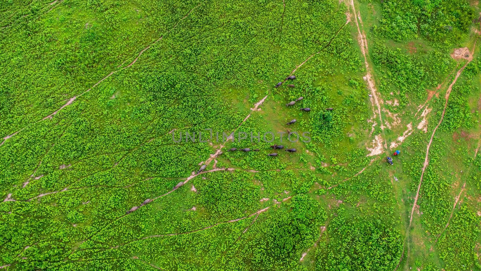 Aerial view of group of cows on a rural meadow in a bright morning. Beautiful green area of agricultural land or pasture in the rainy season of northern Thailand. by TEERASAK