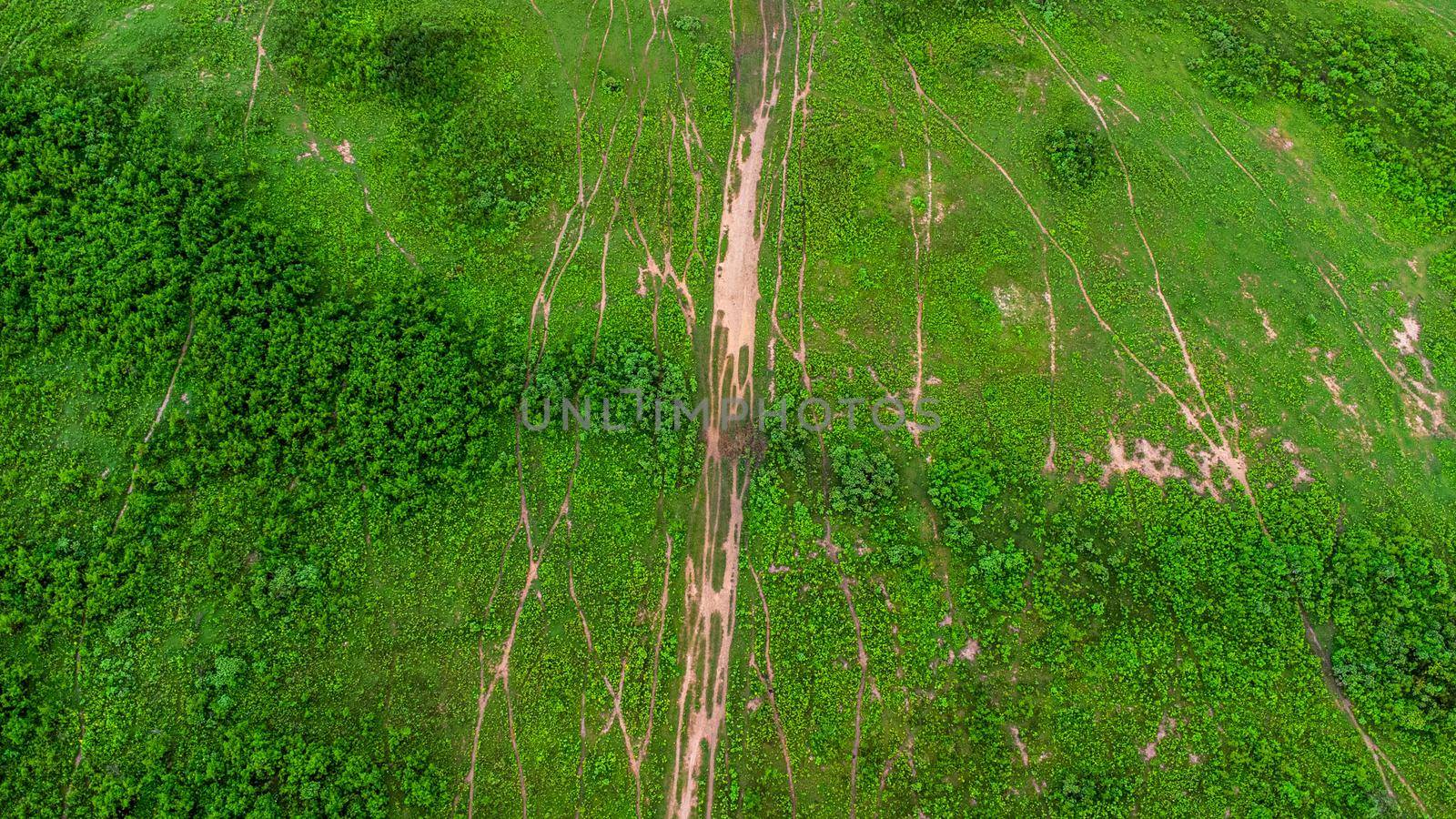 Aerial view of green pasture on a sunny day. Beautiful green area of agricultural land or grazing in the rainy season of northern Thailand.