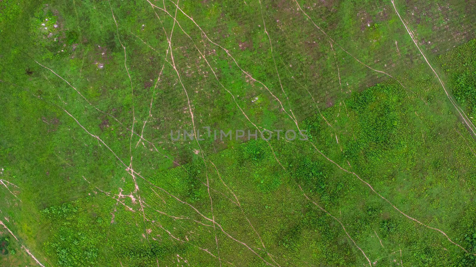 Aerial view of green pasture on a sunny day. Beautiful green area of agricultural land or grazing in the rainy season of northern Thailand.