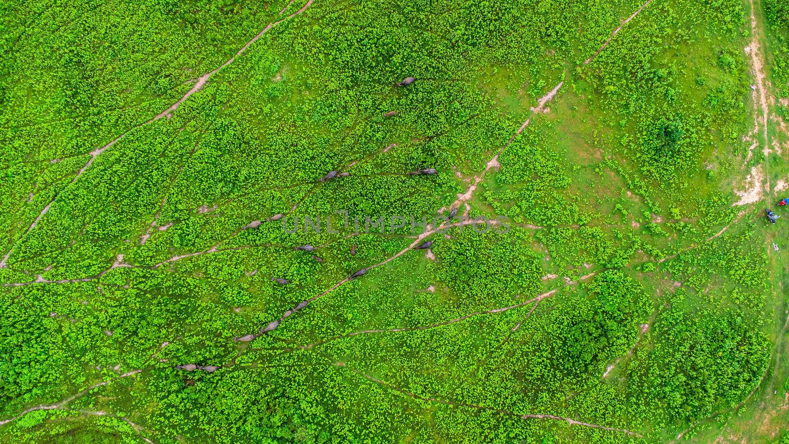 Aerial view of group of cows on a rural meadow in a bright morning. Beautiful green area of agricultural land or pasture in the rainy season of northern Thailand. by TEERASAK