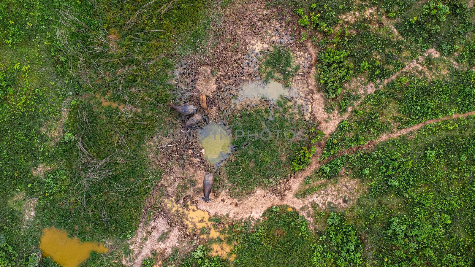 Aerial view of group of cows on a rural meadow in a bright morning. Beautiful green area of agricultural land or pasture in the rainy season of northern Thailand. by TEERASAK