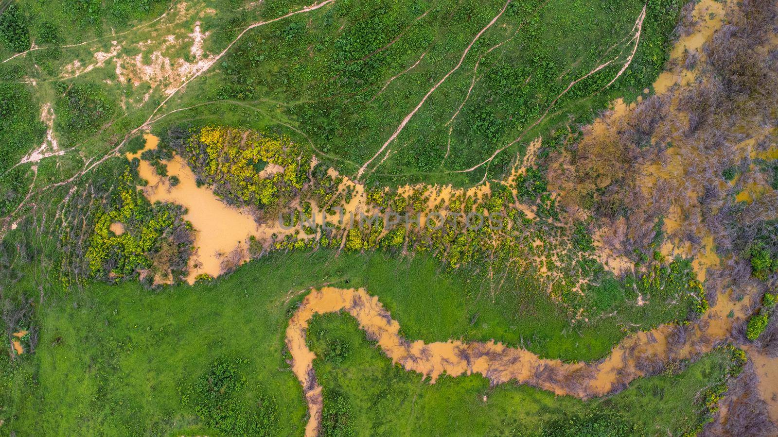 Aerial view of group of cows on a rural meadow in a bright morning. Beautiful green area of agricultural land or pasture in the rainy season of northern Thailand. by TEERASAK