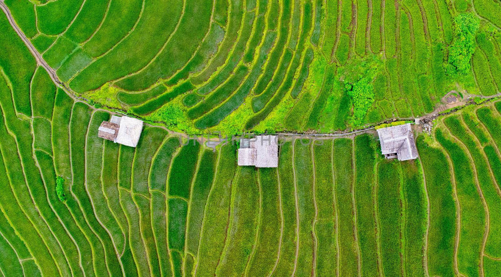 Aerial view of green wavy field in sunny day. Beautiful green area of young rice field or agricultural land in the rainy season of northern Thailand. by TEERASAK