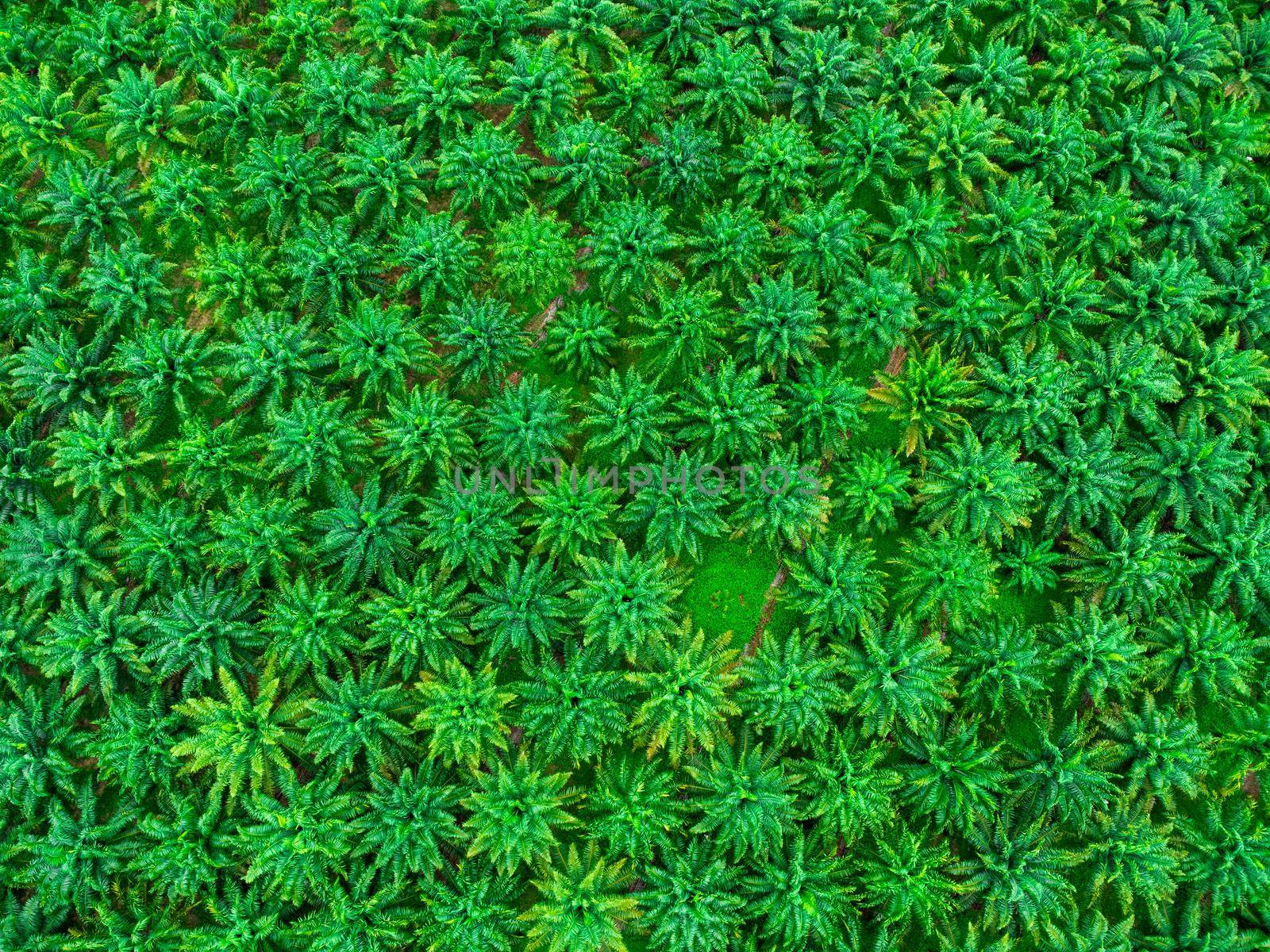 Aerial view of palm oil plantation in Krabi Thailand. Top view of palm trees with sunshine on summer day. Beautiful natural landscape background.