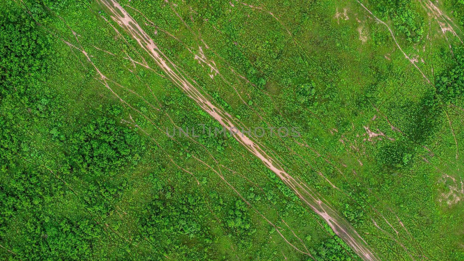 Aerial view of green pasture on a sunny day. Beautiful green area of agricultural land or grazing in the rainy season of northern Thailand. by TEERASAK