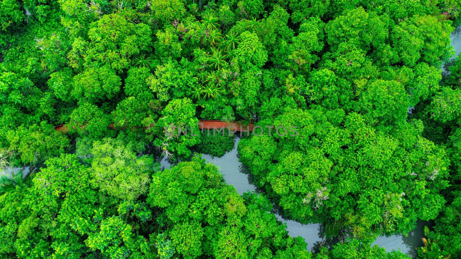 Aerial views of mangrove forests are abundant in southern Thailand. Tha Pom Khlong Song Nam, Krabi, Thailand. Beautiful natural landscape background. by TEERASAK