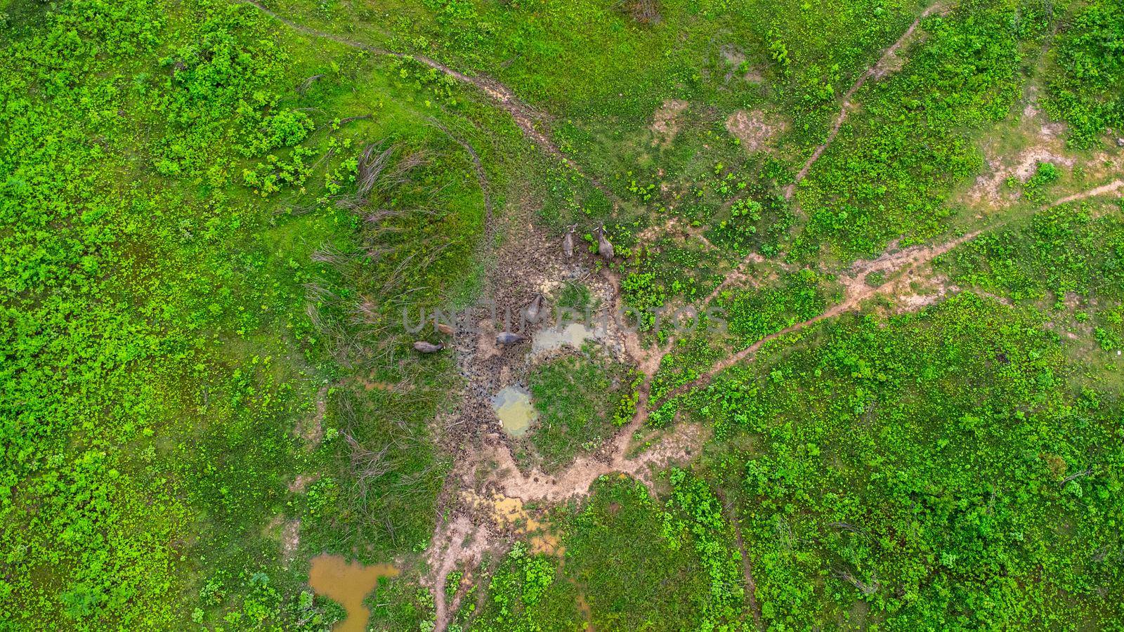 Aerial view of group of cows on a rural meadow in a bright morning. Beautiful green area of agricultural land or pasture in the rainy season of northern Thailand.