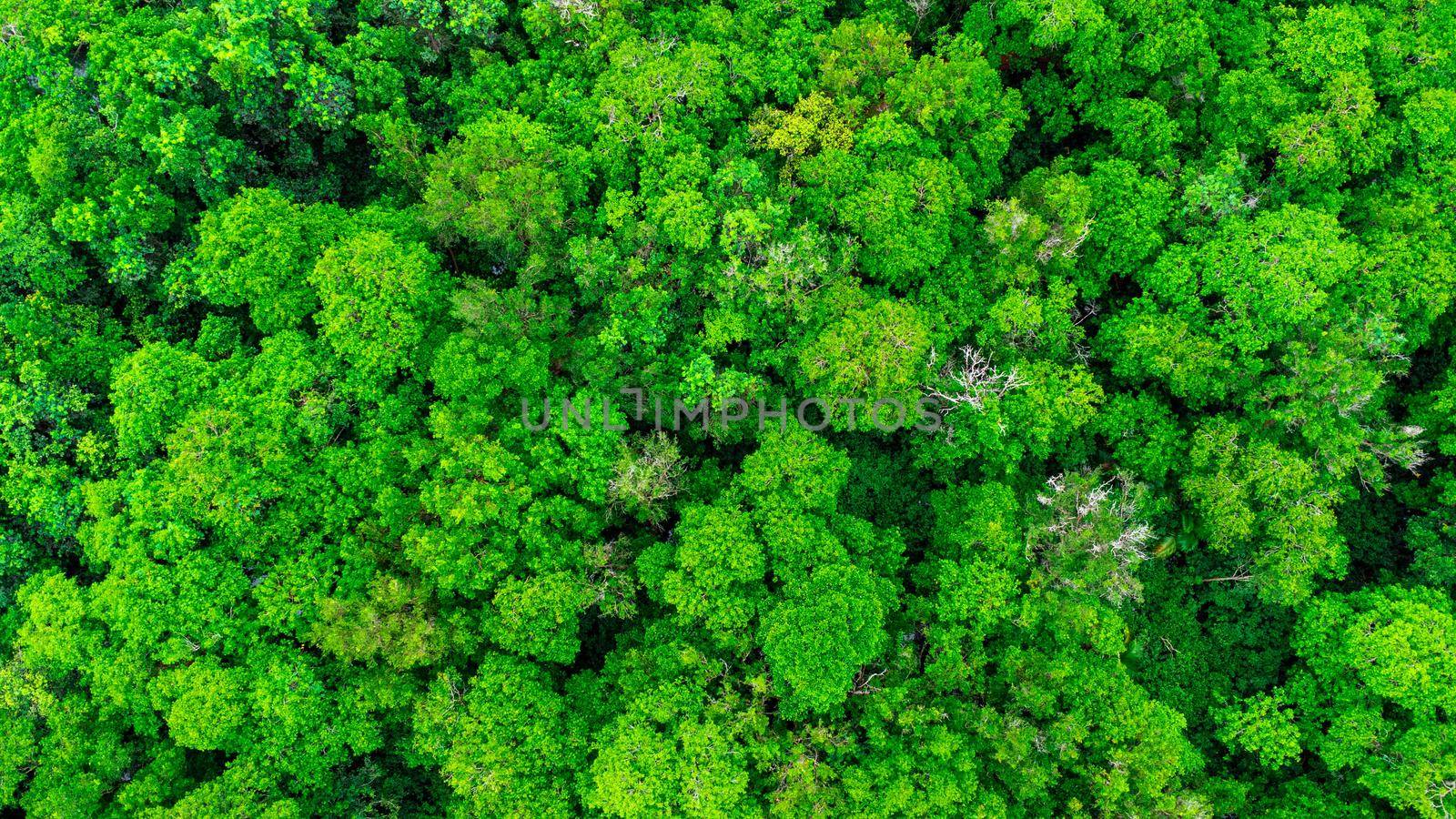 Aerial views of mangrove forests are abundant in southern Thailand. Tha Pom Khlong Song Nam, Krabi, Thailand. Beautiful natural landscape background.