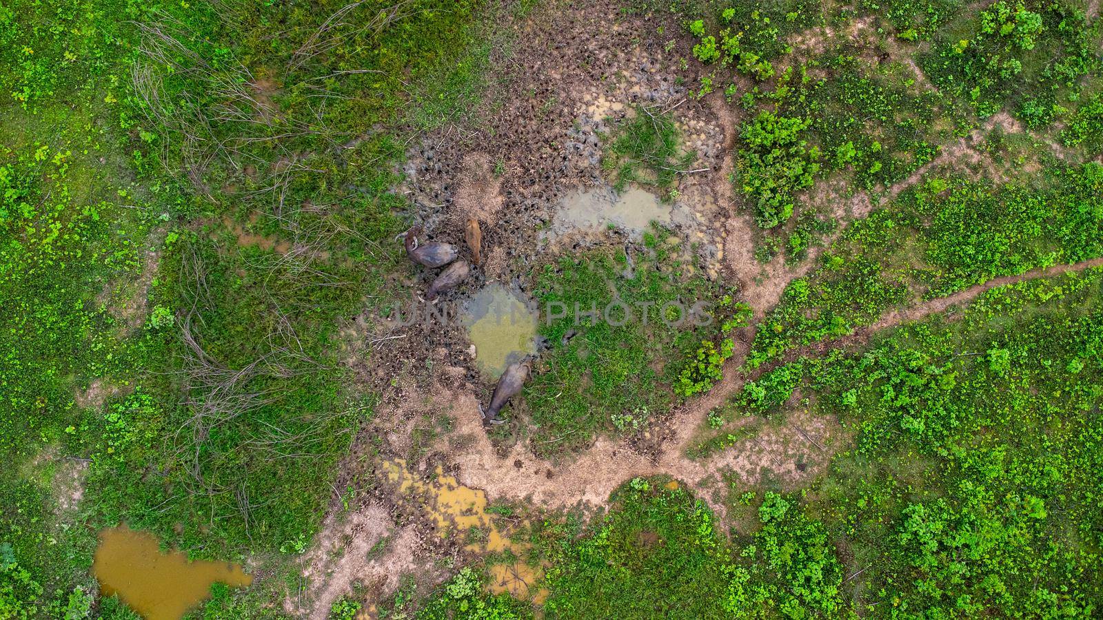 Aerial view of group of cows on a rural meadow in a bright morning. Beautiful green area of agricultural land or pasture in the rainy season of northern Thailand.