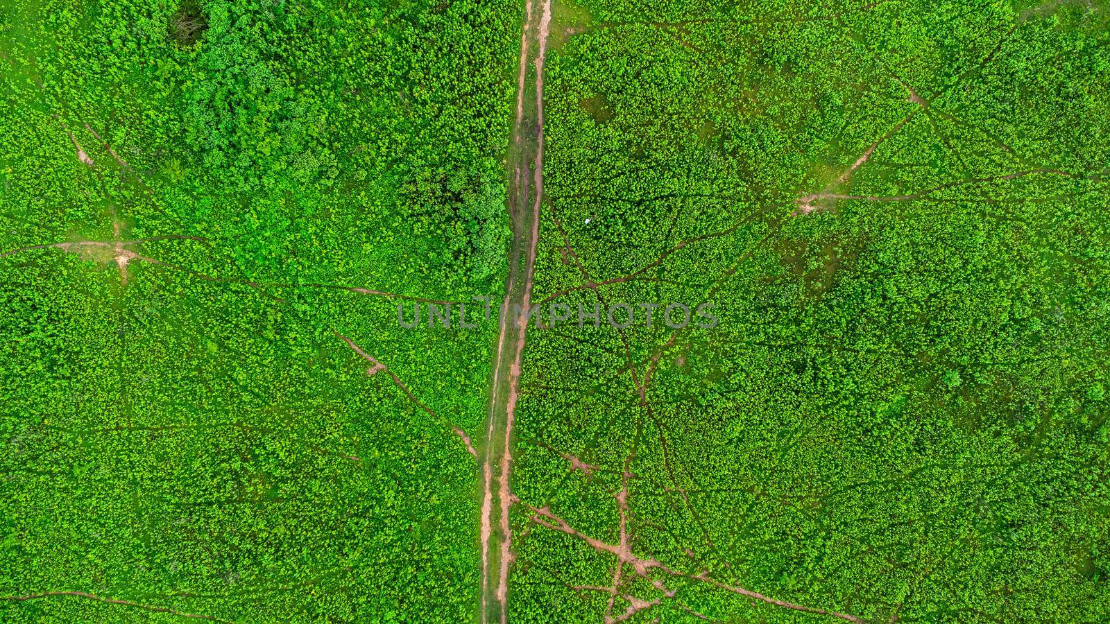 Aerial view of green pasture on a sunny day. Beautiful green area of agricultural land or grazing in the rainy season of northern Thailand. by TEERASAK