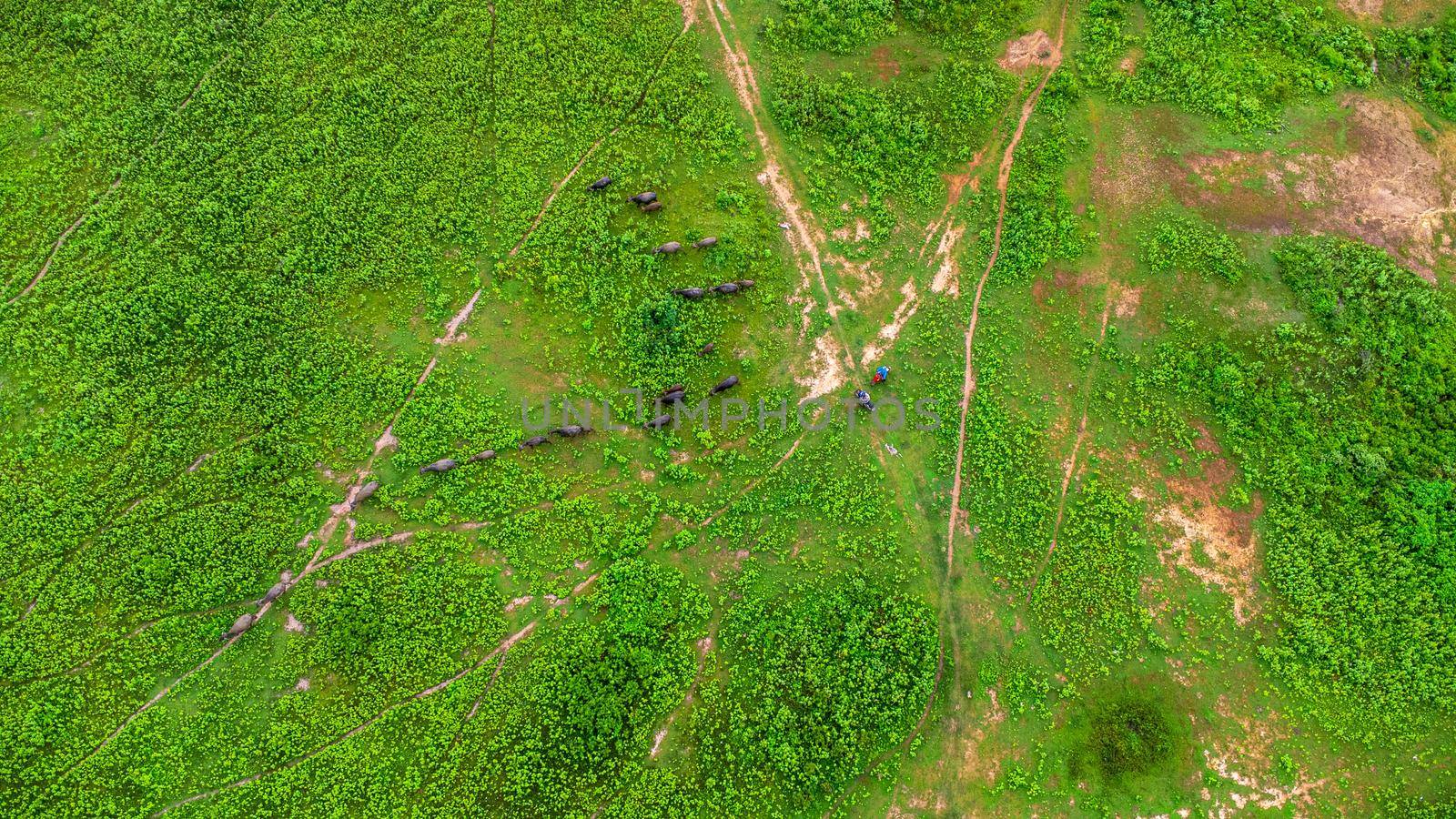 Aerial view of group of cows on a rural meadow in a bright morning. Beautiful green area of agricultural land or pasture in the rainy season of northern Thailand. by TEERASAK