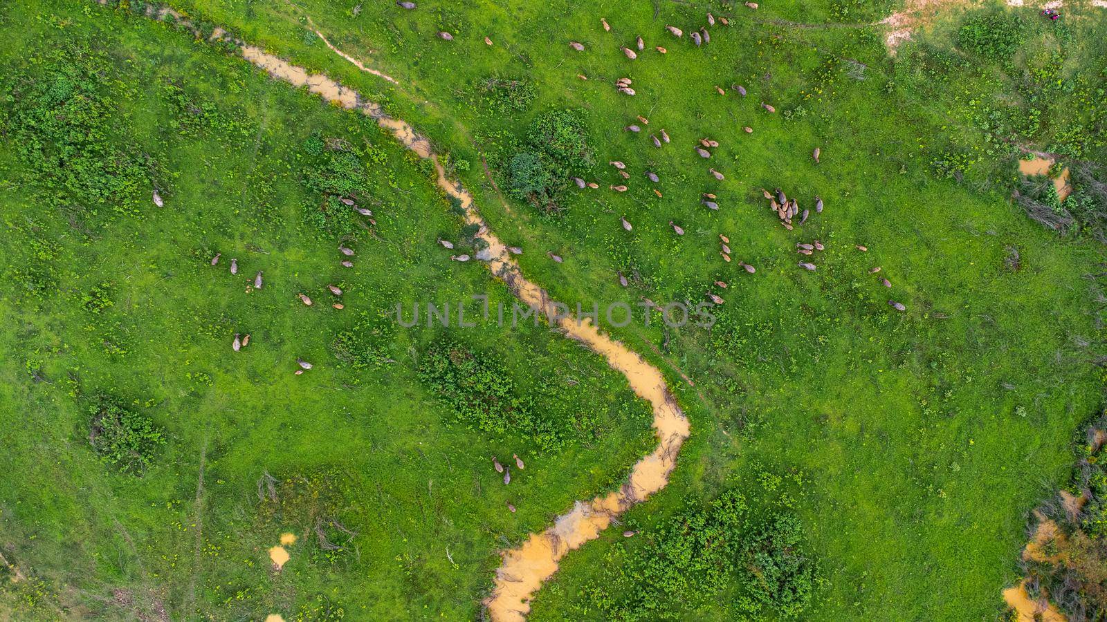 Aerial view of group of cows on a rural meadow in a bright morning. Beautiful green area of agricultural land or pasture in the rainy season of northern Thailand. by TEERASAK