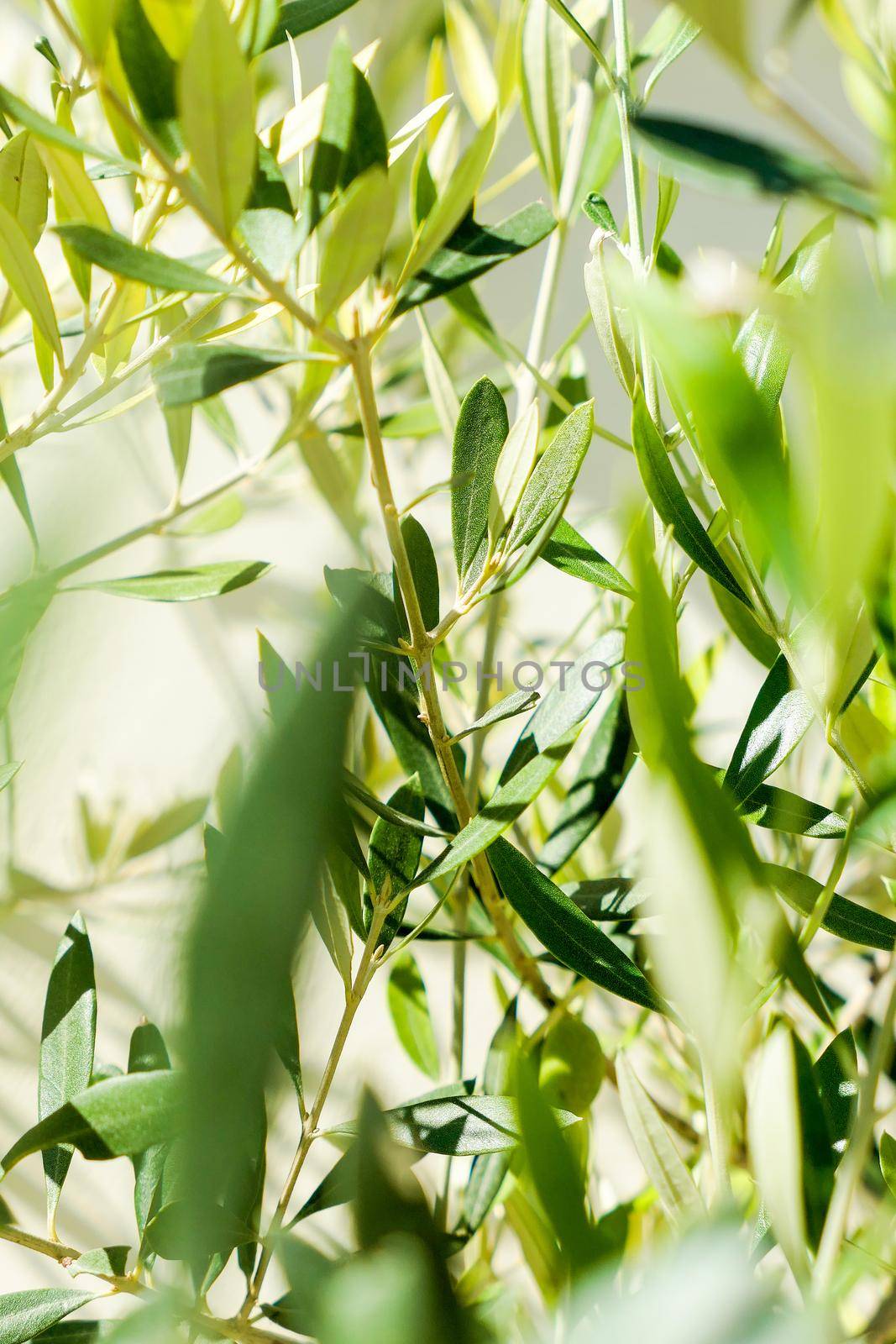 Olive tree and sunshine - gardening, nature background and environmental concept. The beauty of a green garden