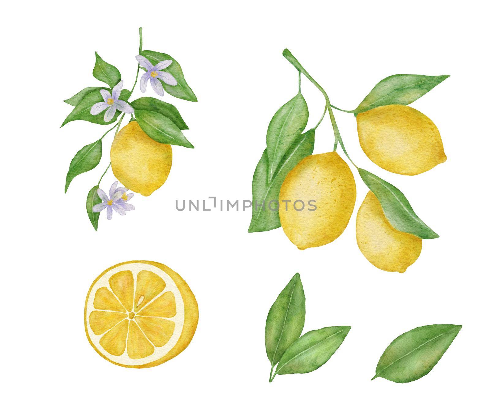 Lemon fruits with leaves and flower watercolor set. Hand draw illustration isolated on white. Half of lemon