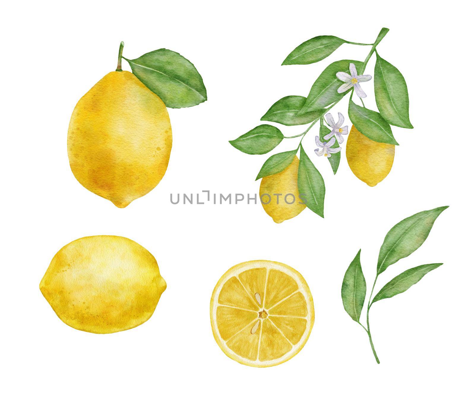 Lemon fruits with leaves and flower watercolor set. Hand draw illustration isolated on white. Slice of lemon by ElenaPlatova