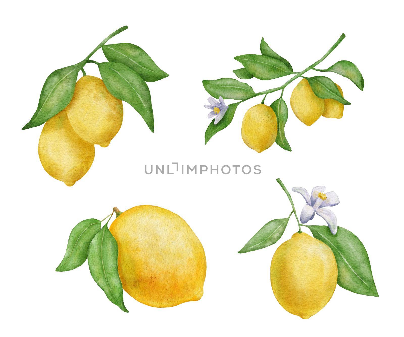Lemon fruits with leaves and flower watercolor set. Hand draw illustration isolated on white by ElenaPlatova