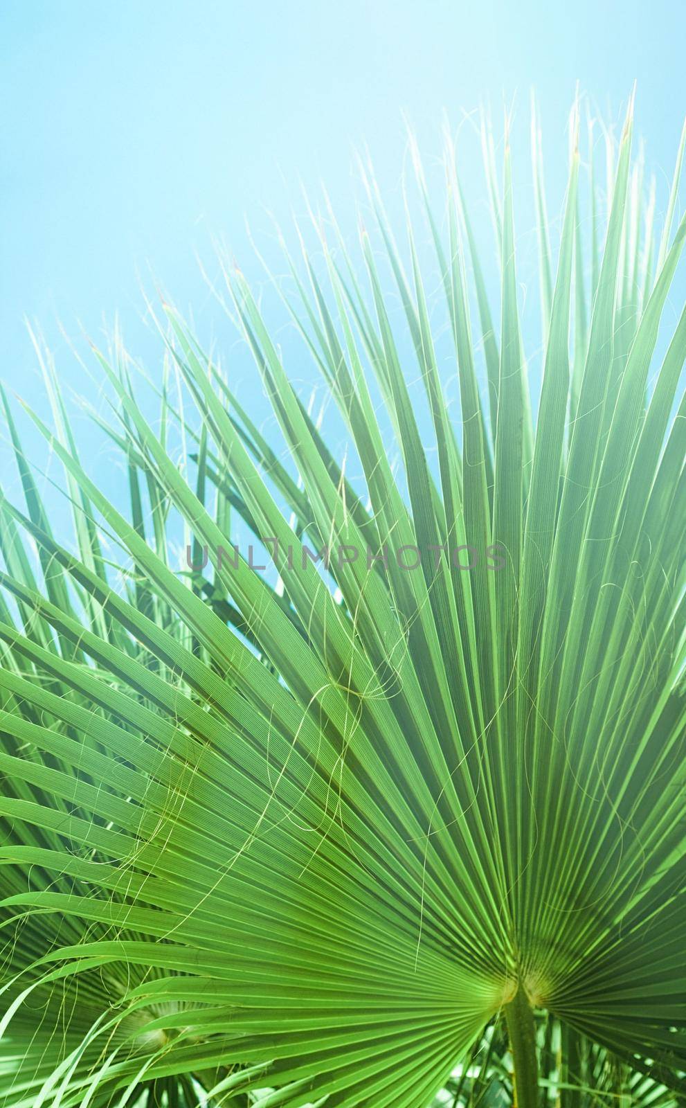 Palm trees by the sea - summer vacation, beautiful nature and travel concept. Beauty of the tropics