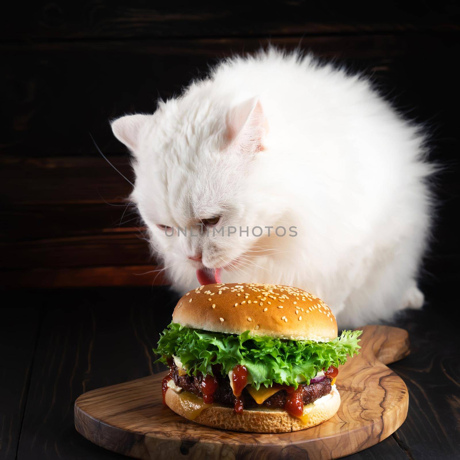 Fluffy cat eating big burger on dark background. Kitty eats tasty fast food meal with meat cutlet, onion, vegetables, melted cheese and sauce. High quality photo