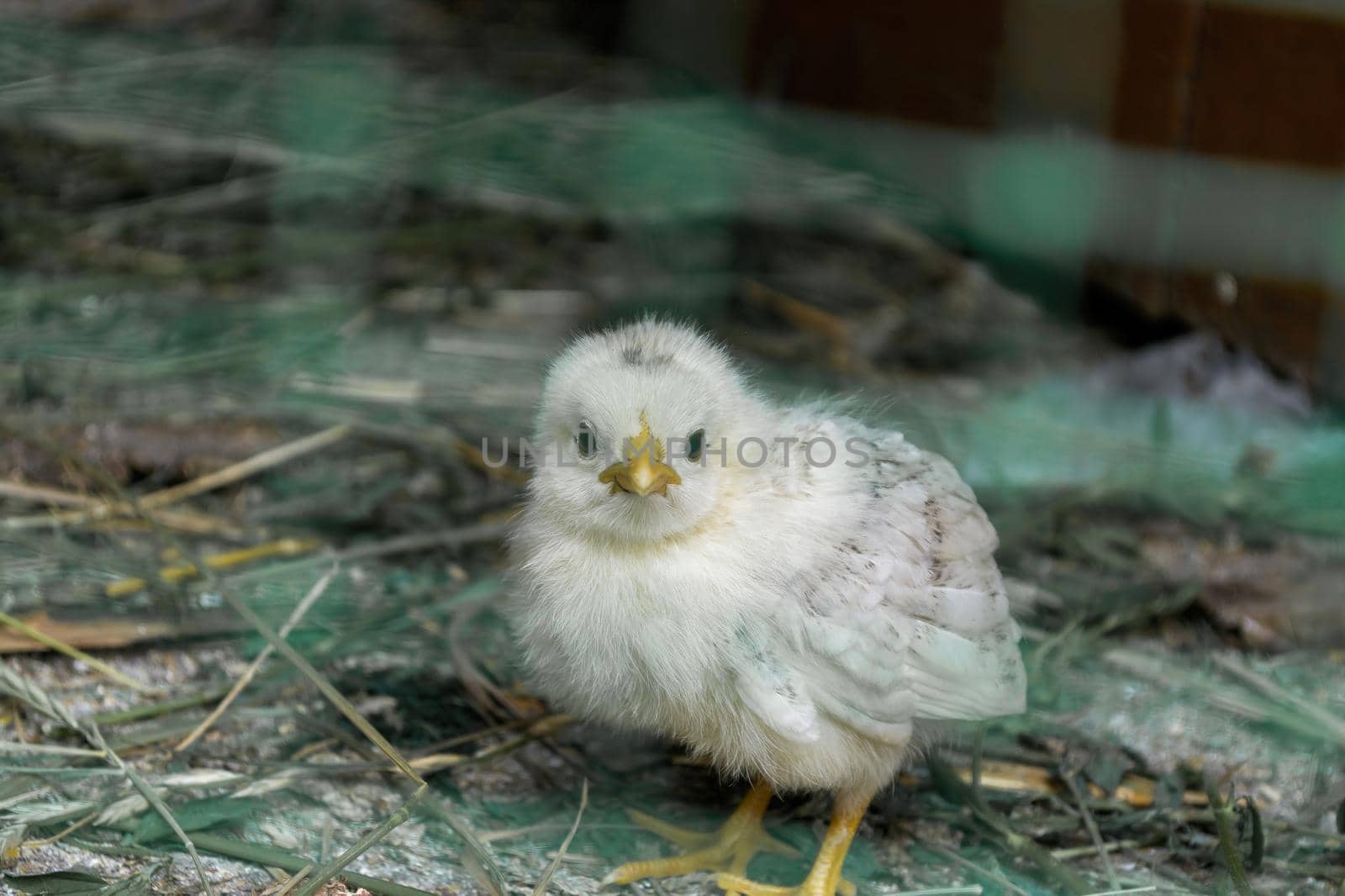 A small chicken looks into the camera lens behind the net. Domestic bird.