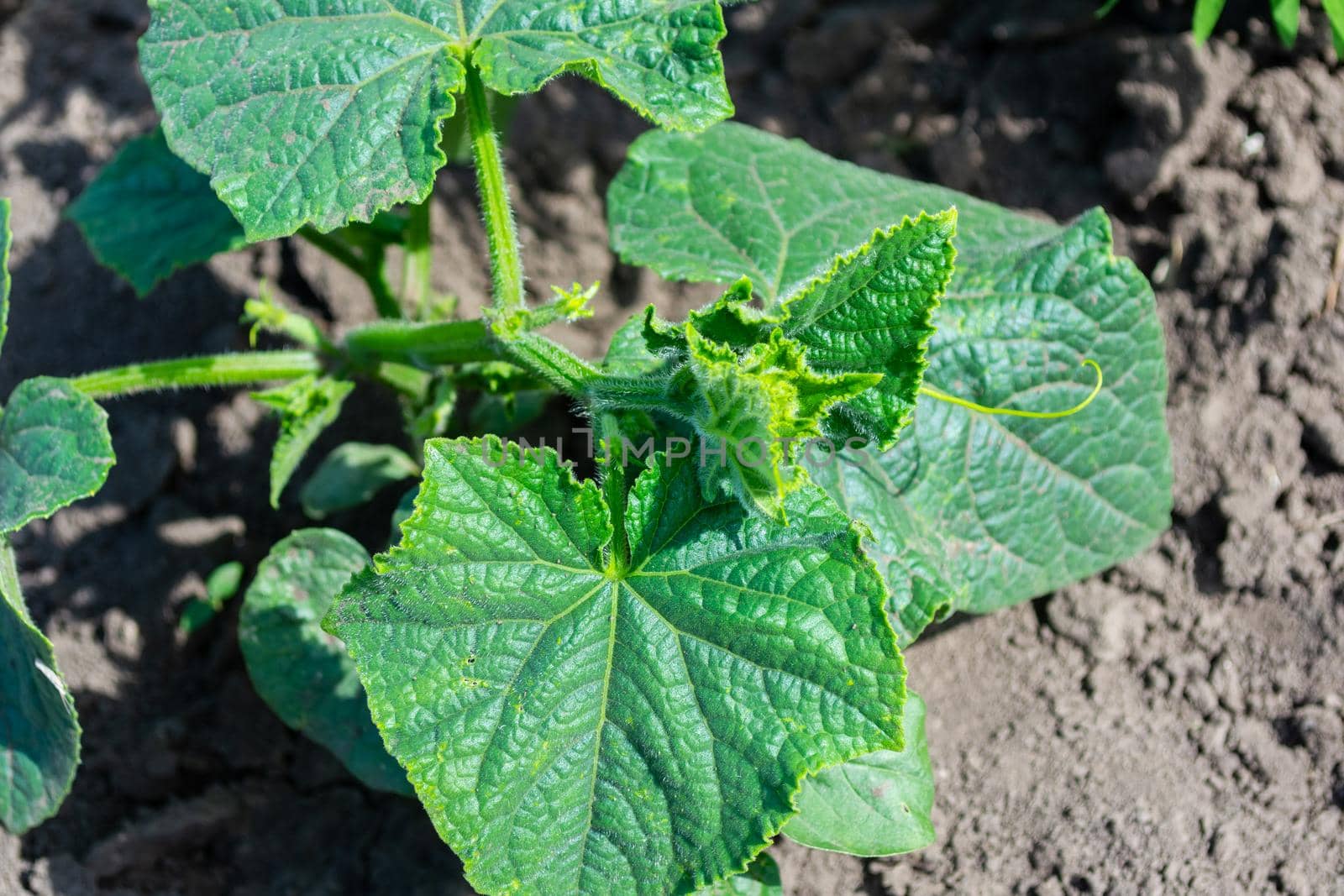 Green leaves of cucumbers in the vegetable garden. Agriculture.