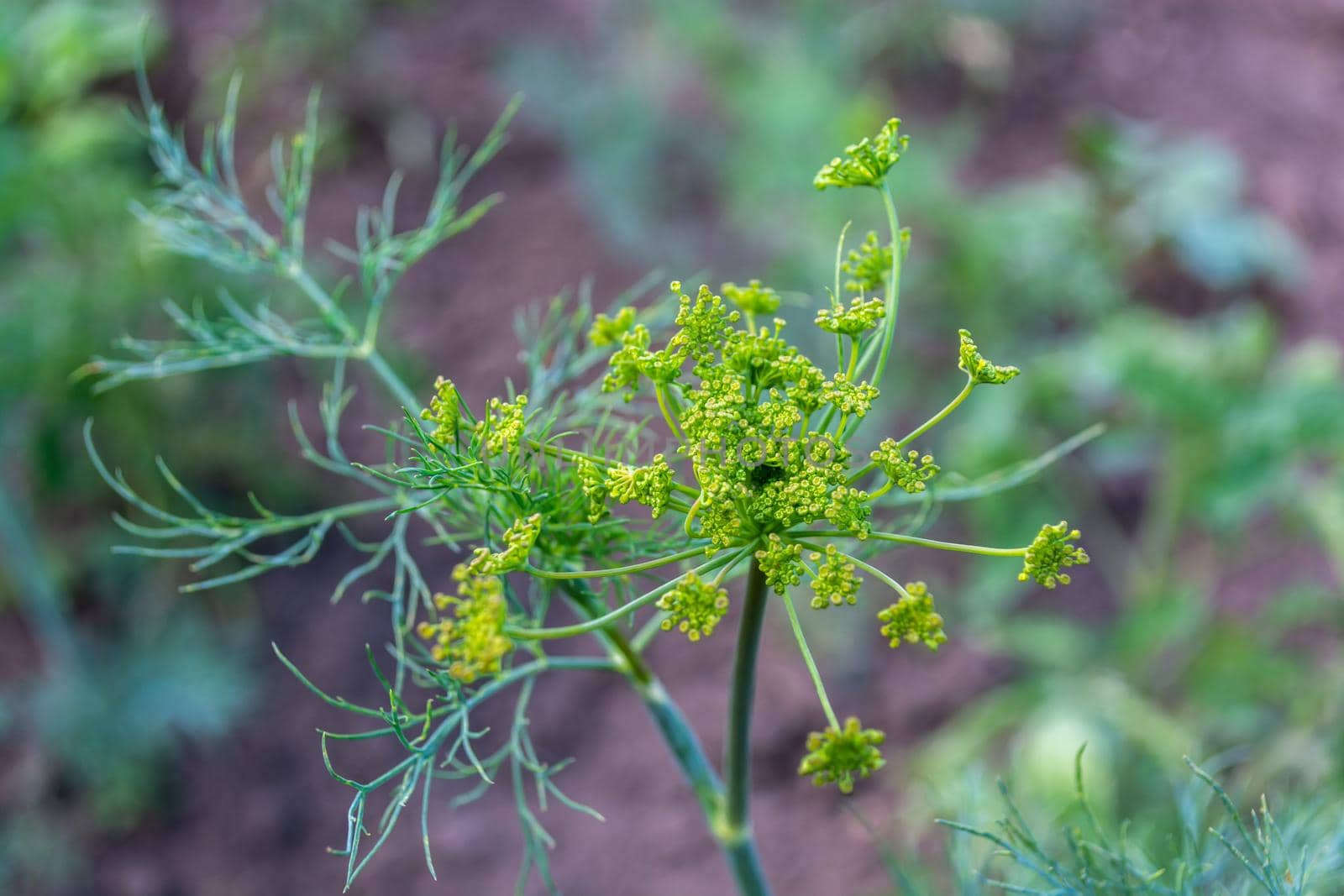 Dill flowers close-up in the vegetable garden. Agriculture.