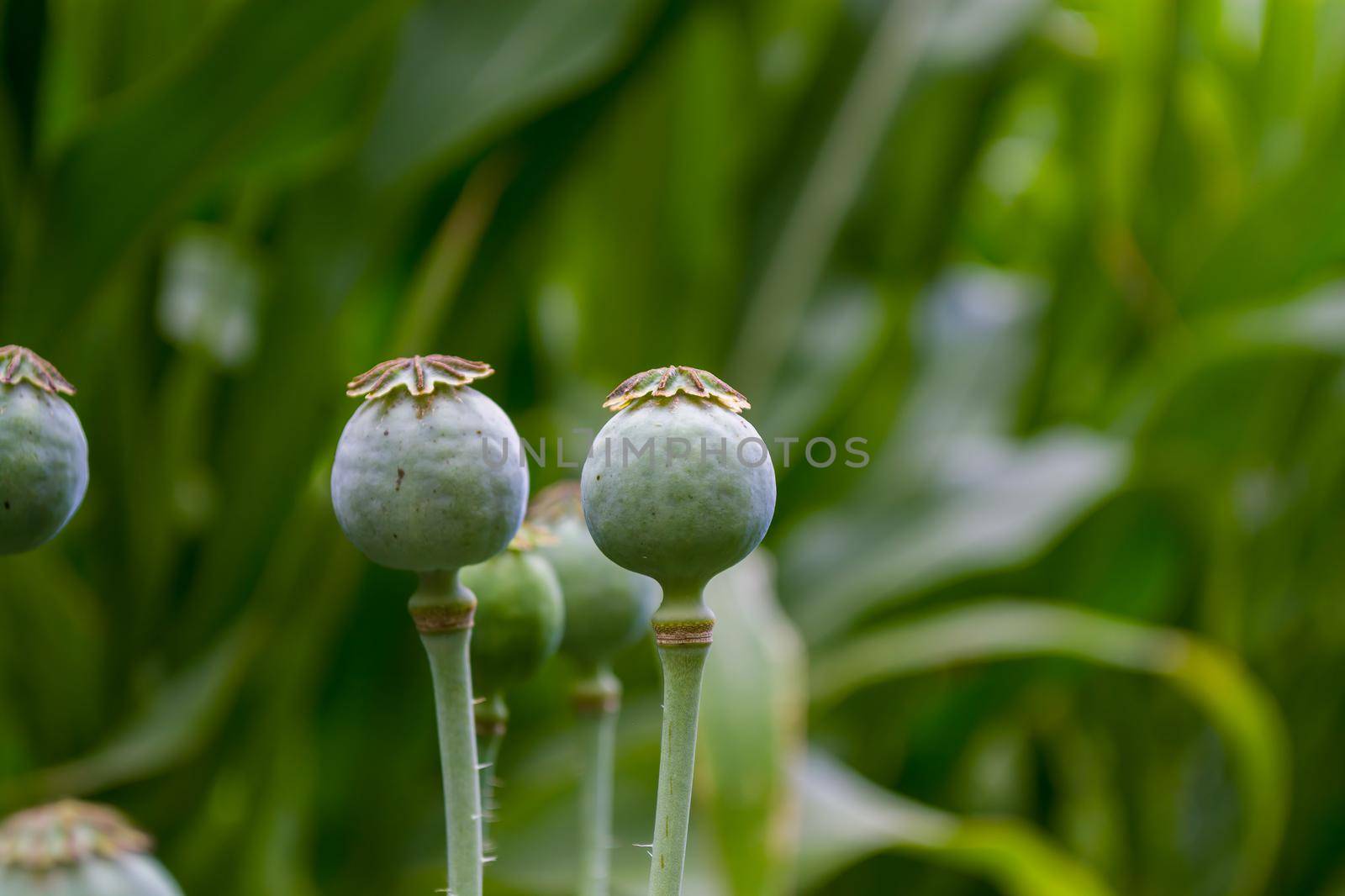 Immature green poppy heads in a field on a green blurred background.