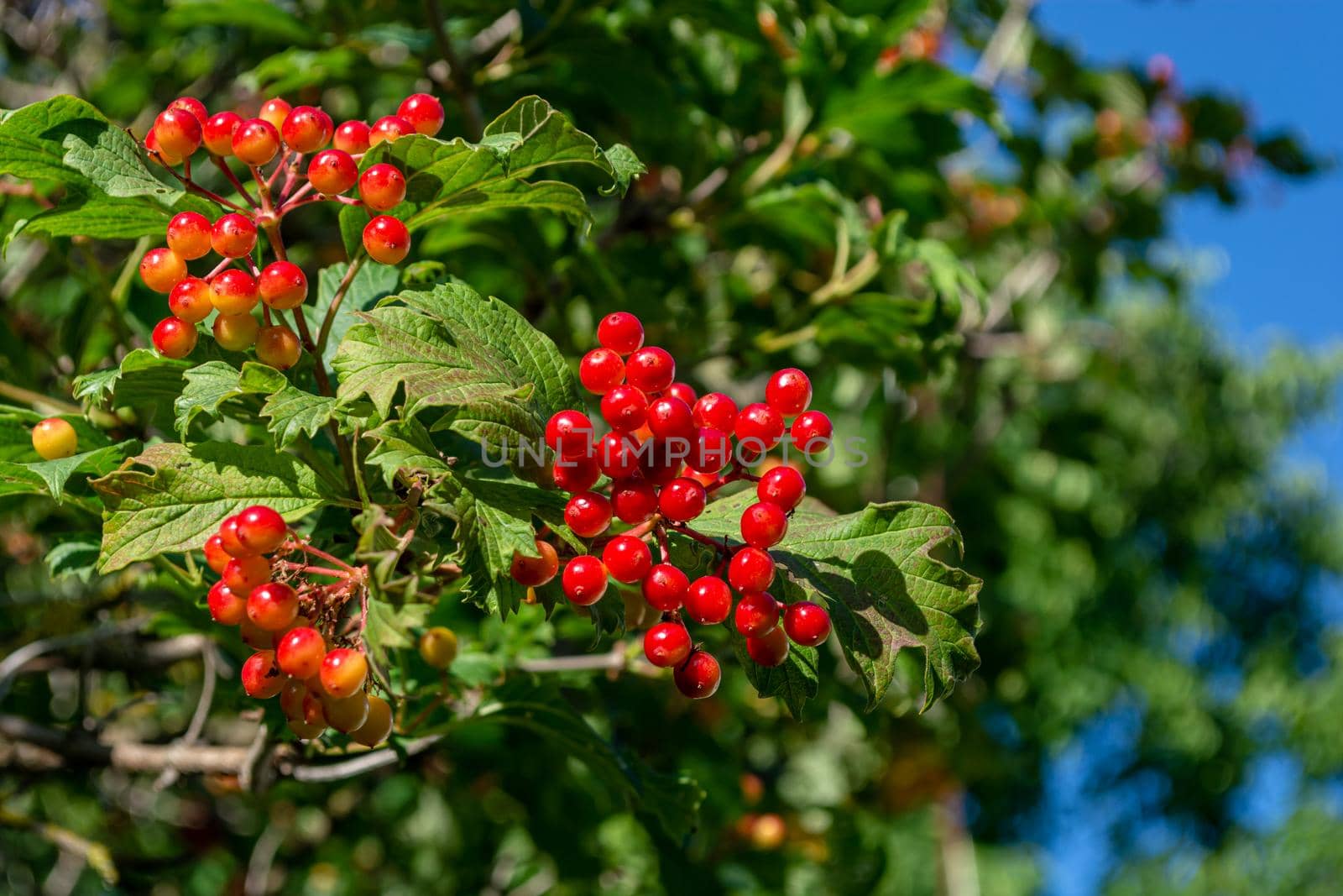 Green bush of red viburnum with unripe bunches of berries.