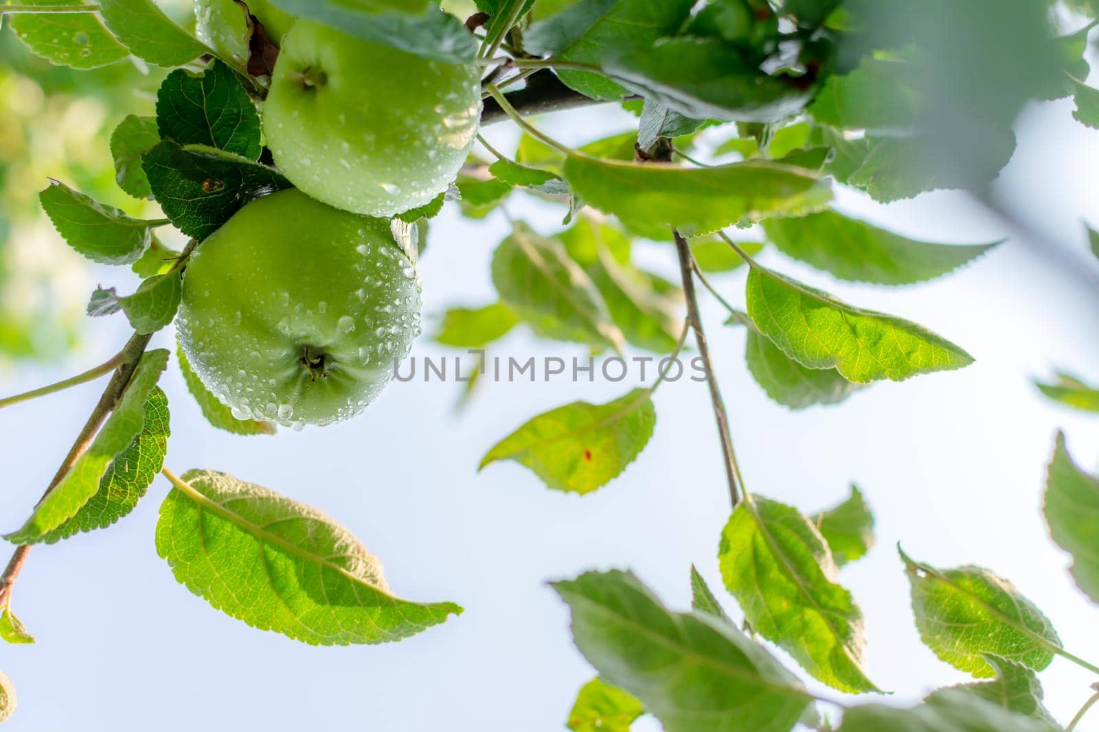 Juicy green apples are covered with raindrops in the morning garden on a branch of foliage