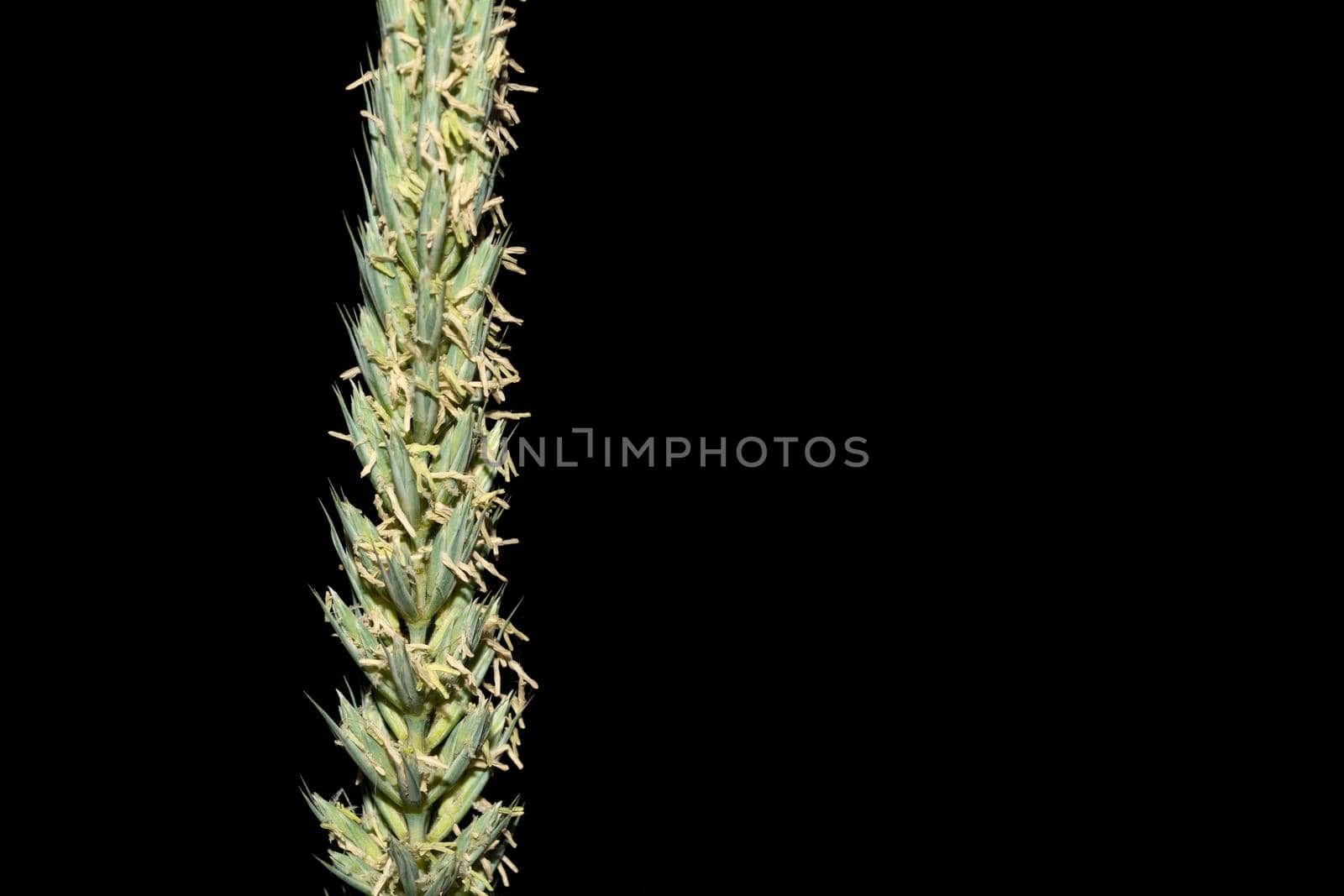 Flowering ornamental grass close-up. Spikelet with pollen on a black background.