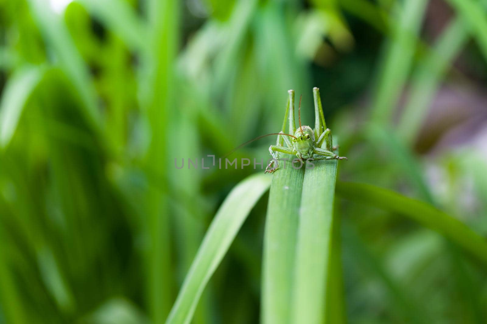 Green grasshopper on a leaf close-up. Front view. Insect. Locust.