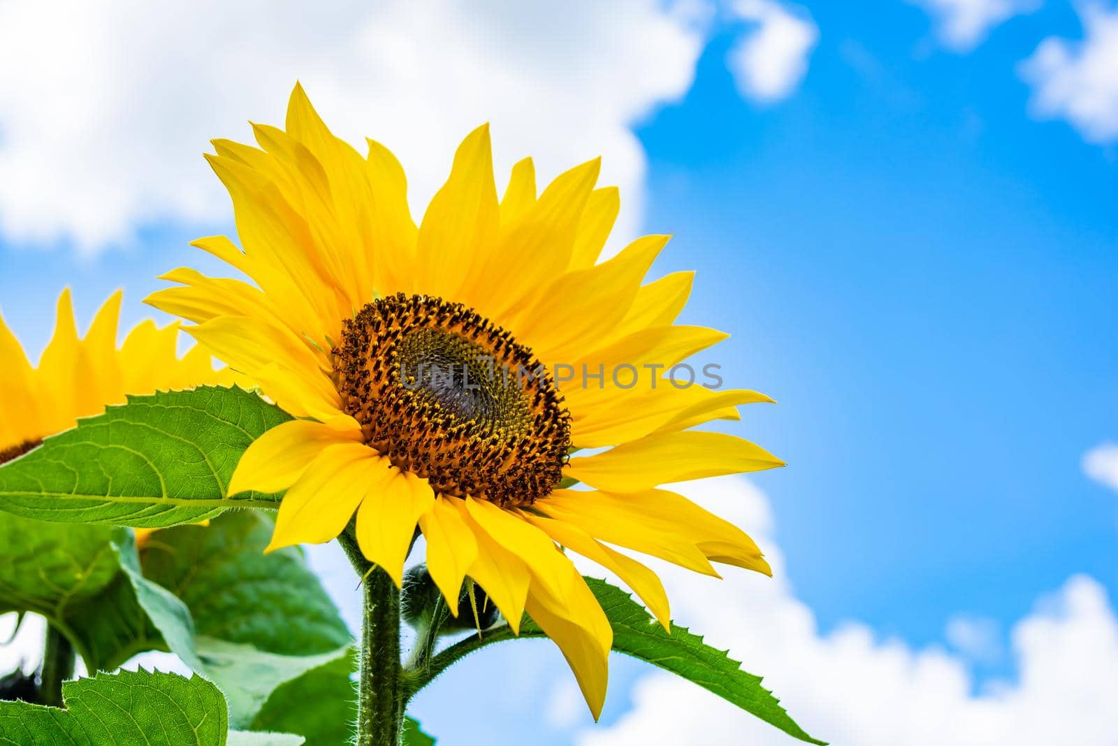 Yellow sunflower against a blue sky and clouds. Summer. Sunny day.