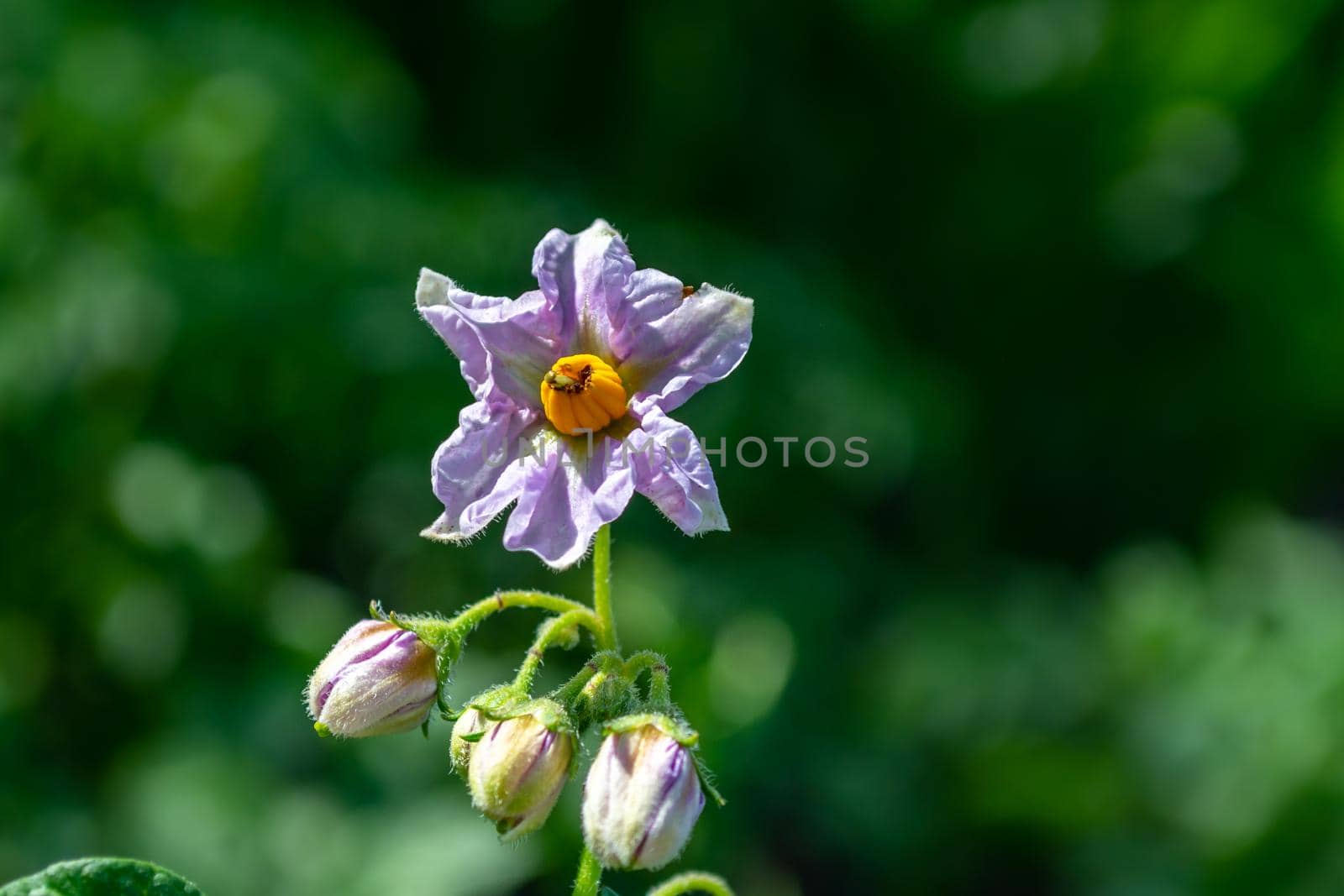 Potato flower close-up with buds on a blurred green background.