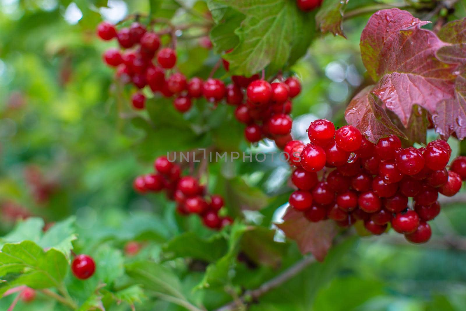 Large grona of red viburnum on a green bush in raindrops