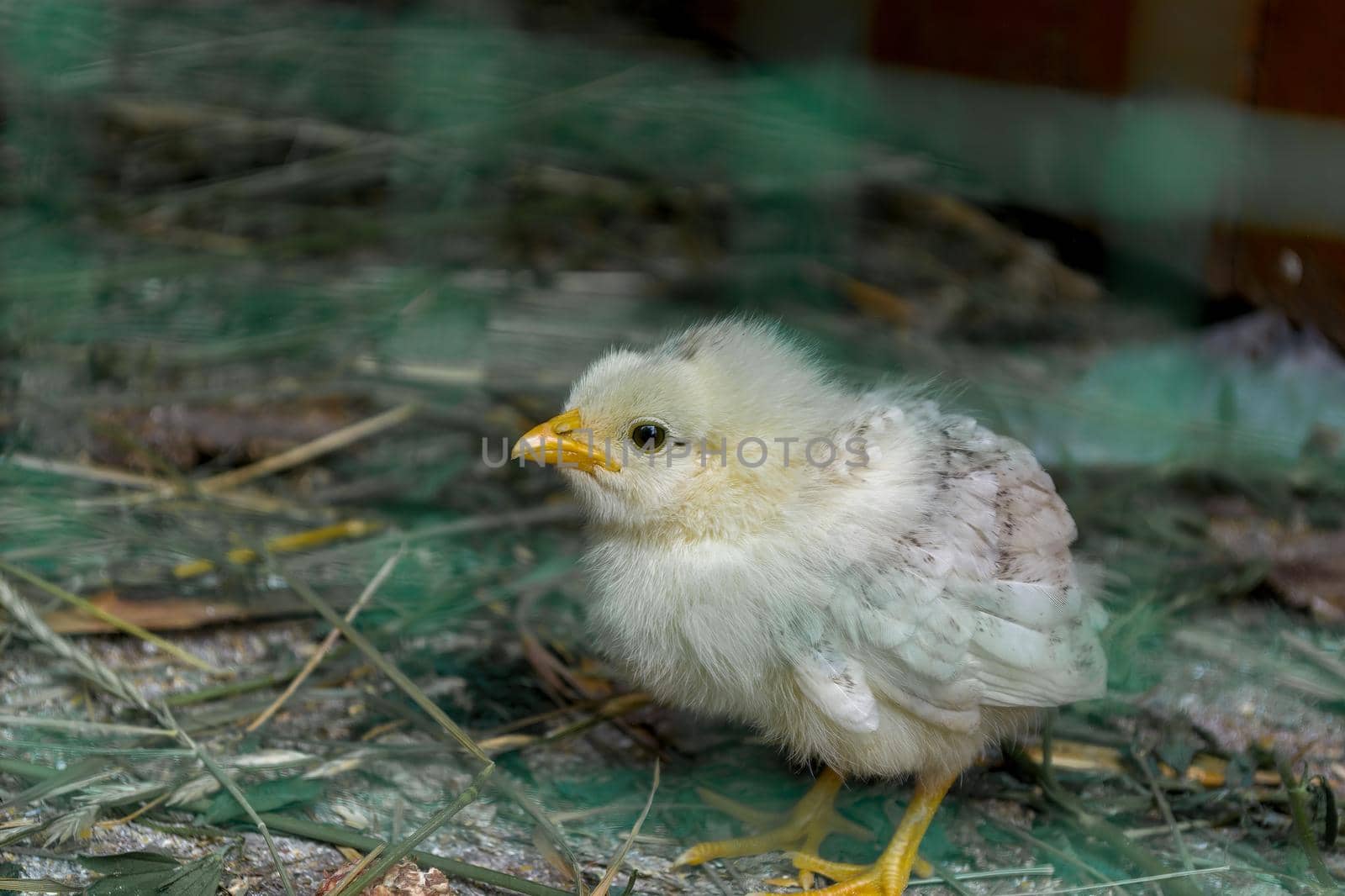Little chicken behind a net in a chicken farm. Side view. Close-up