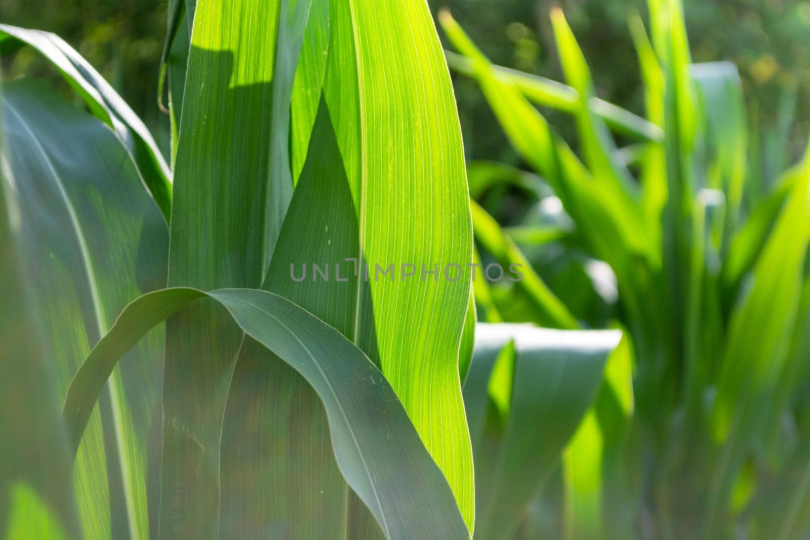 Green leaves of corn in the field illuminated by the sun. Bright summer day. Backdrop