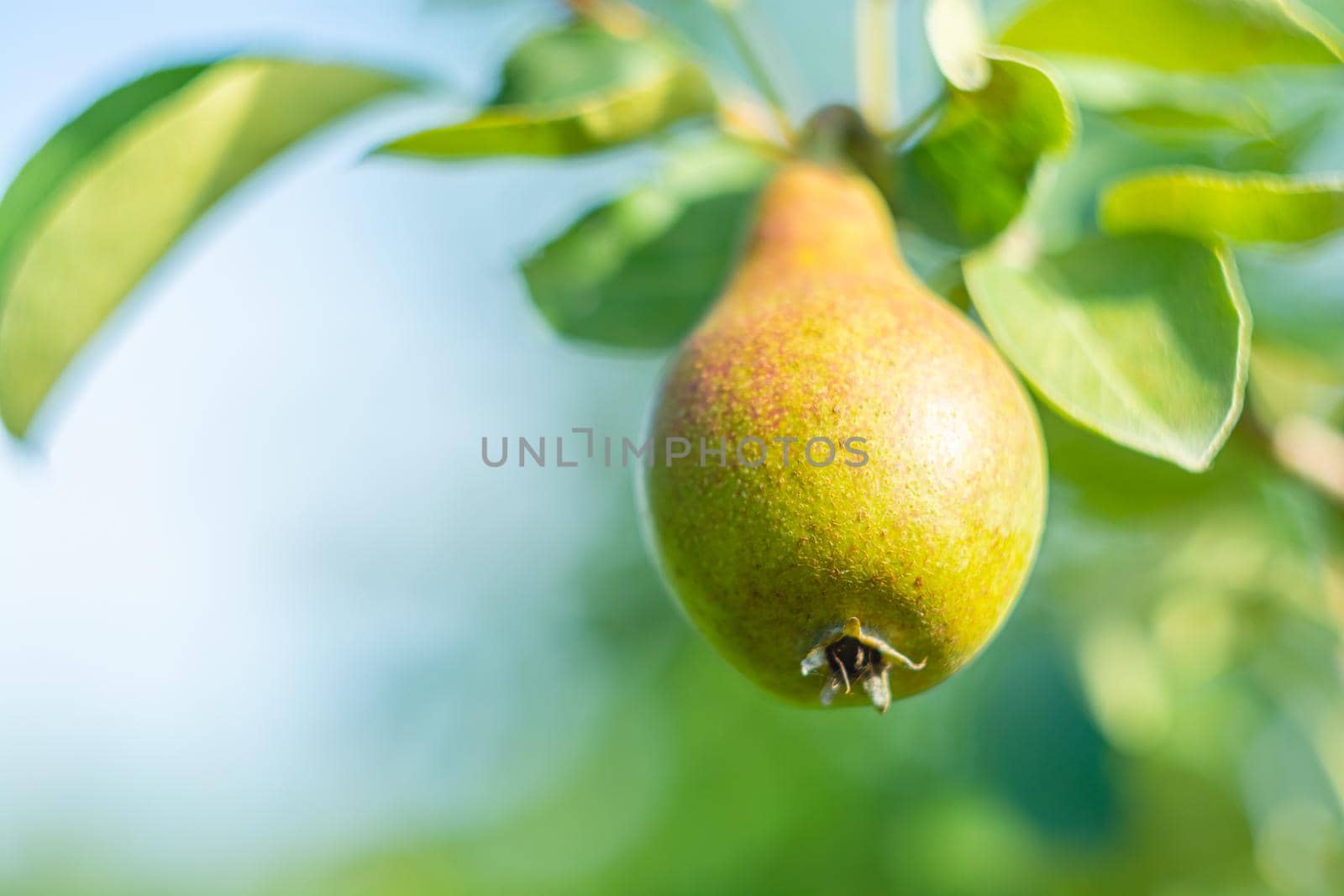 Pear fruit on a branch with leaves against the sky in the garden close-up. Choice focus. Sunny day.