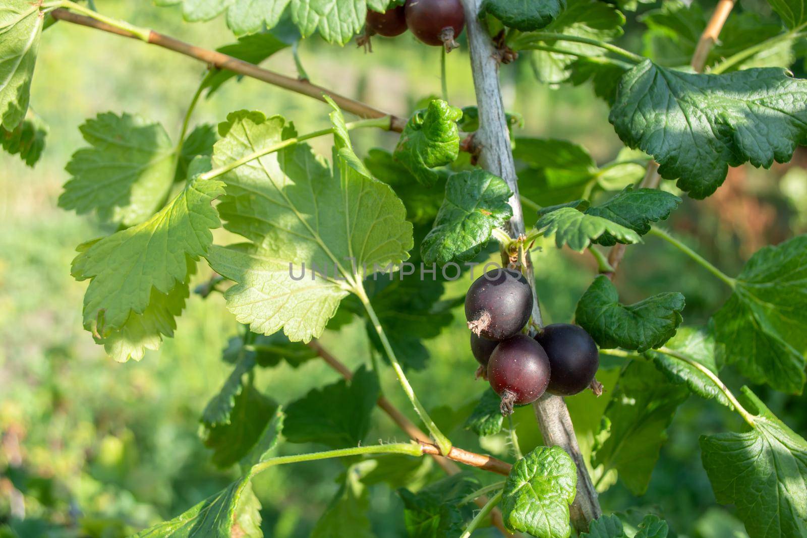 Ripe black currant berries on a green bush in summer. Theme garden and vegetable garden.