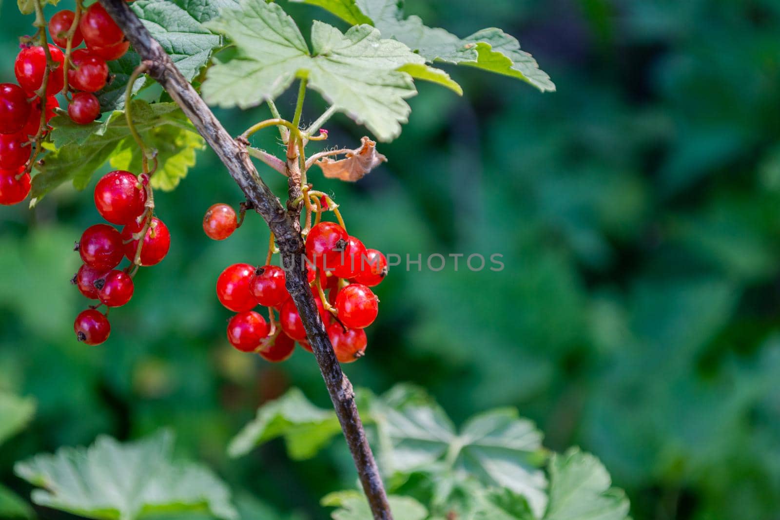 Red currant berries on a branch of a bush on a green background of leaves.